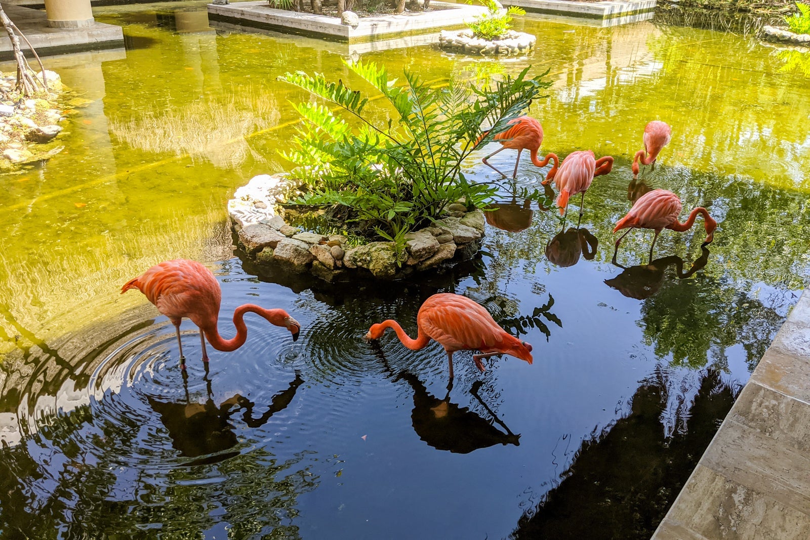 Flamingo at Iberostar Paraiso Del Mar in Mexico