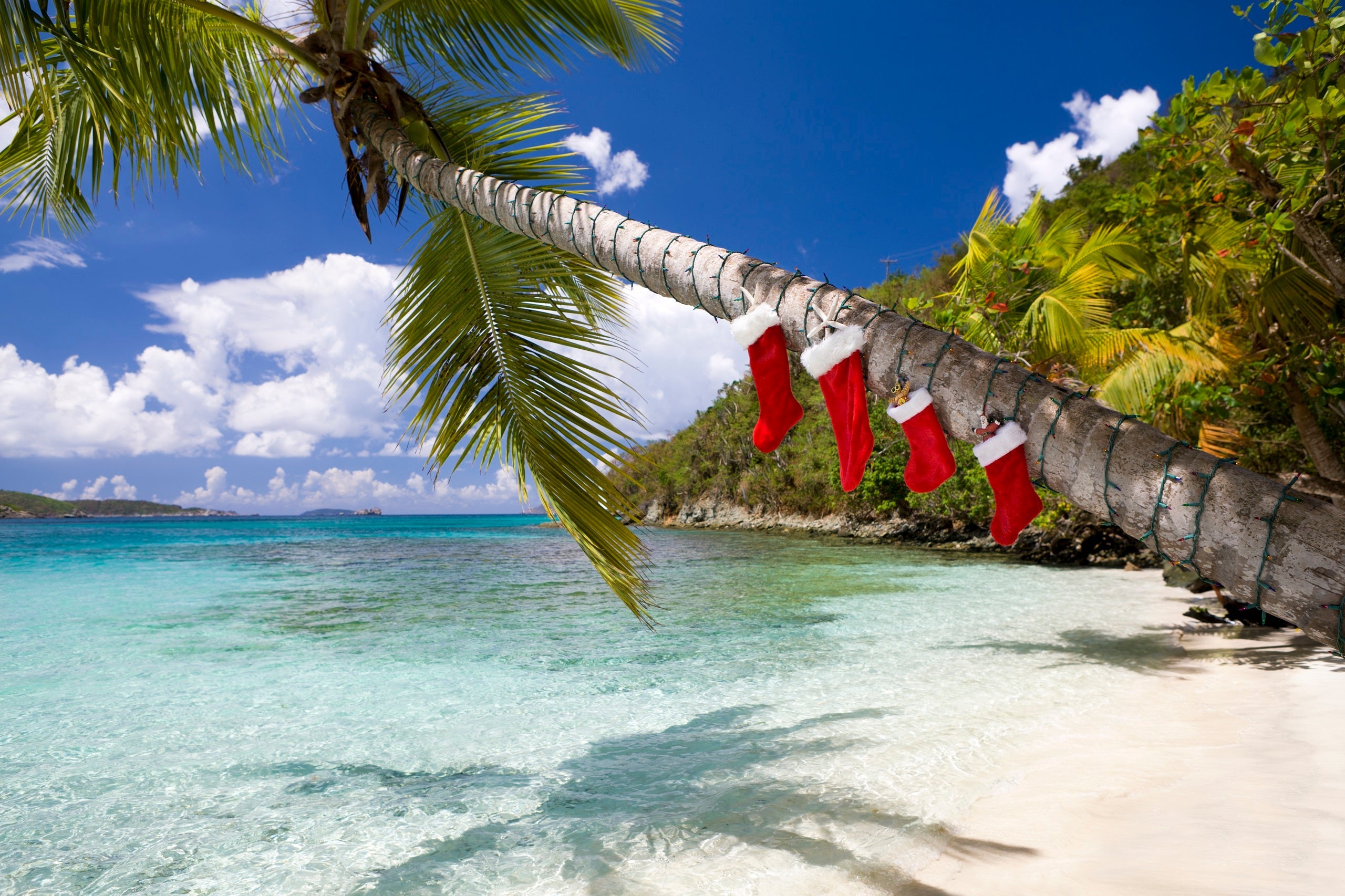 christmas stockings hanging on palm trees