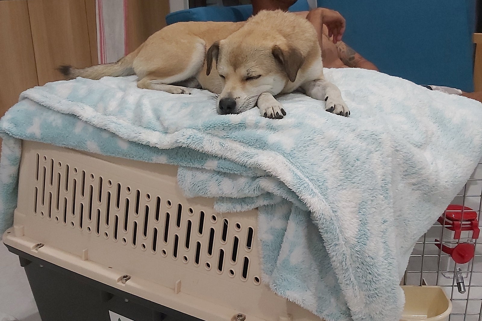 dog laying on top of a crate