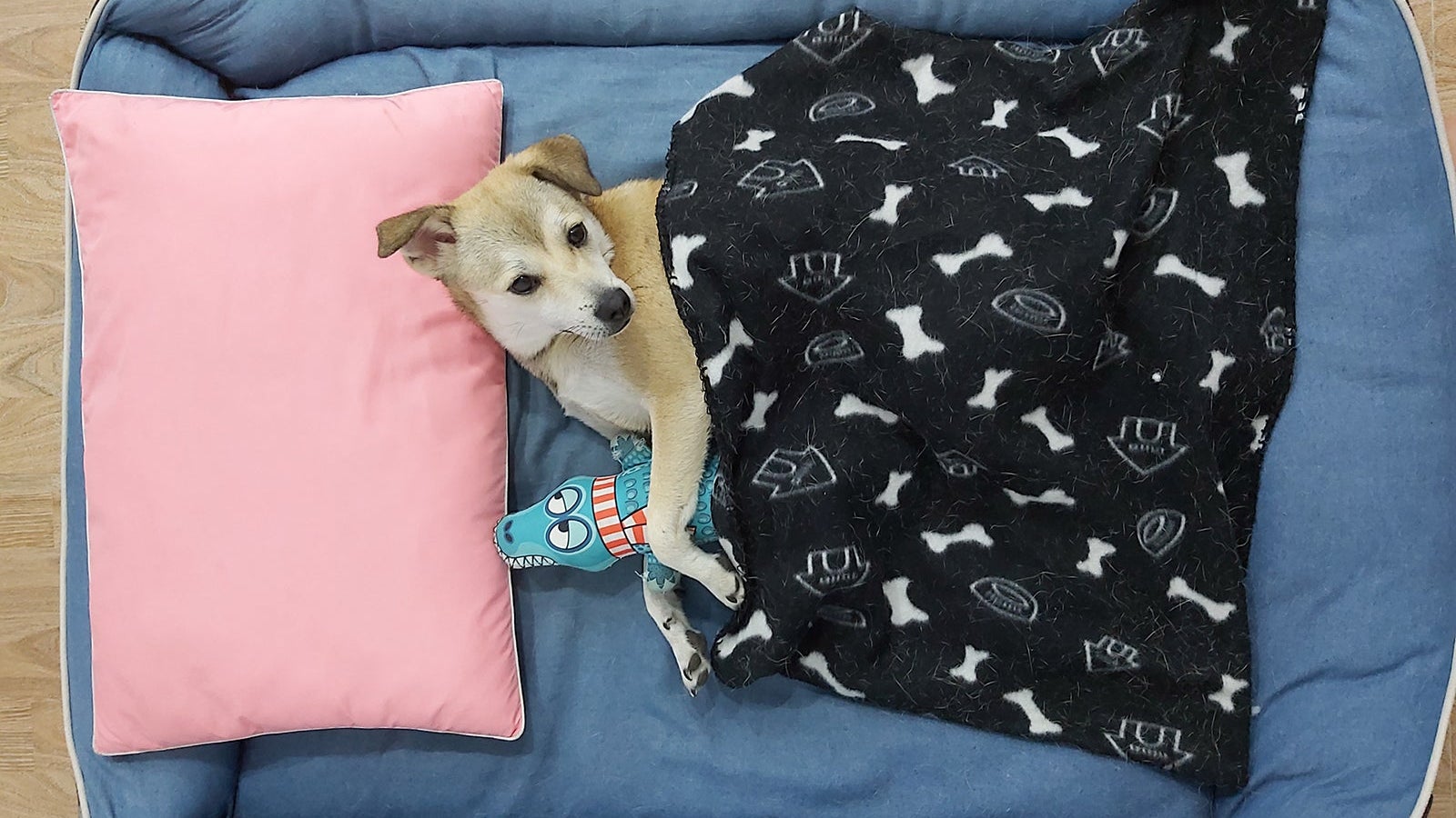 bandido-spoiled-ready-bed