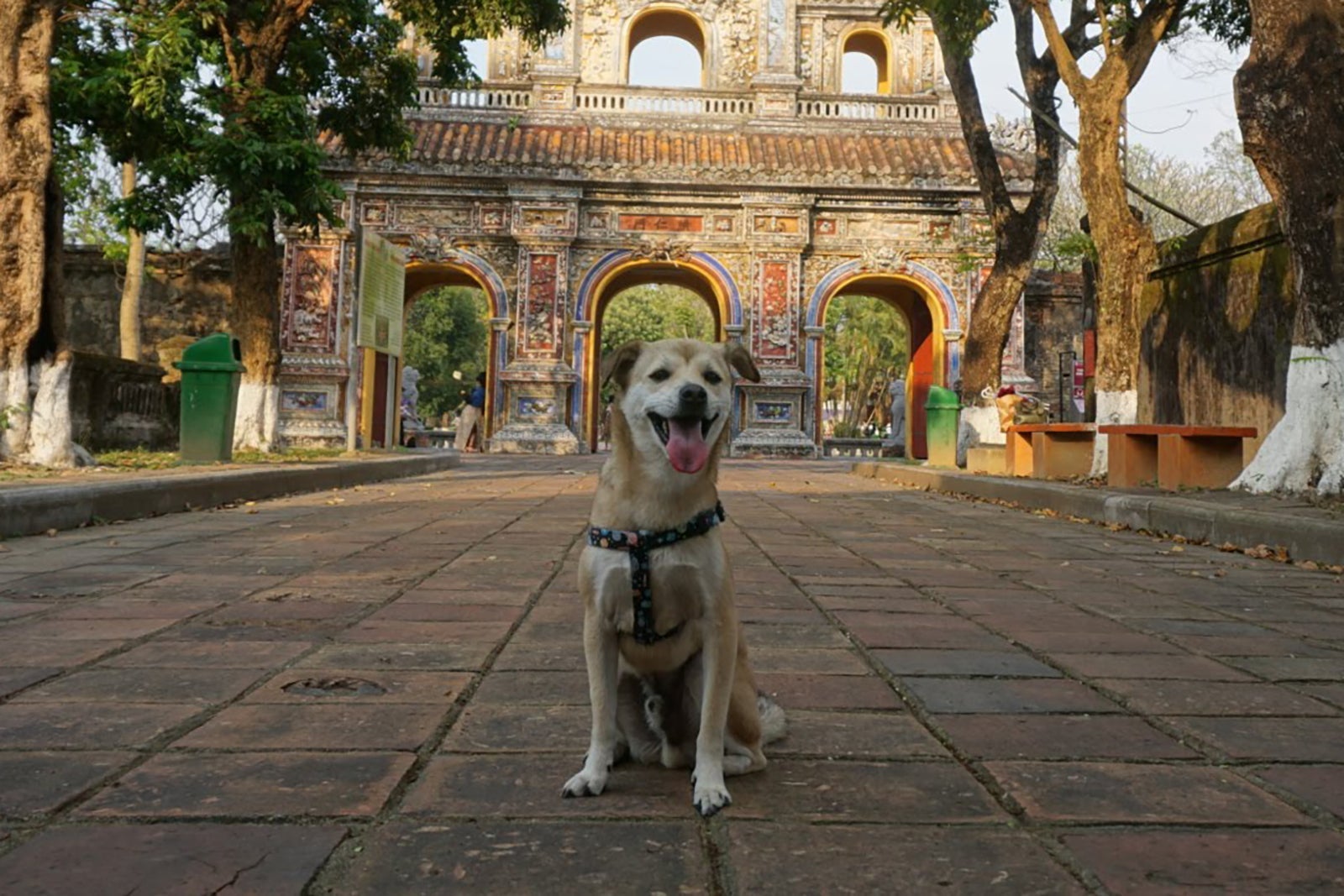 A dog in Hue, Vietnam