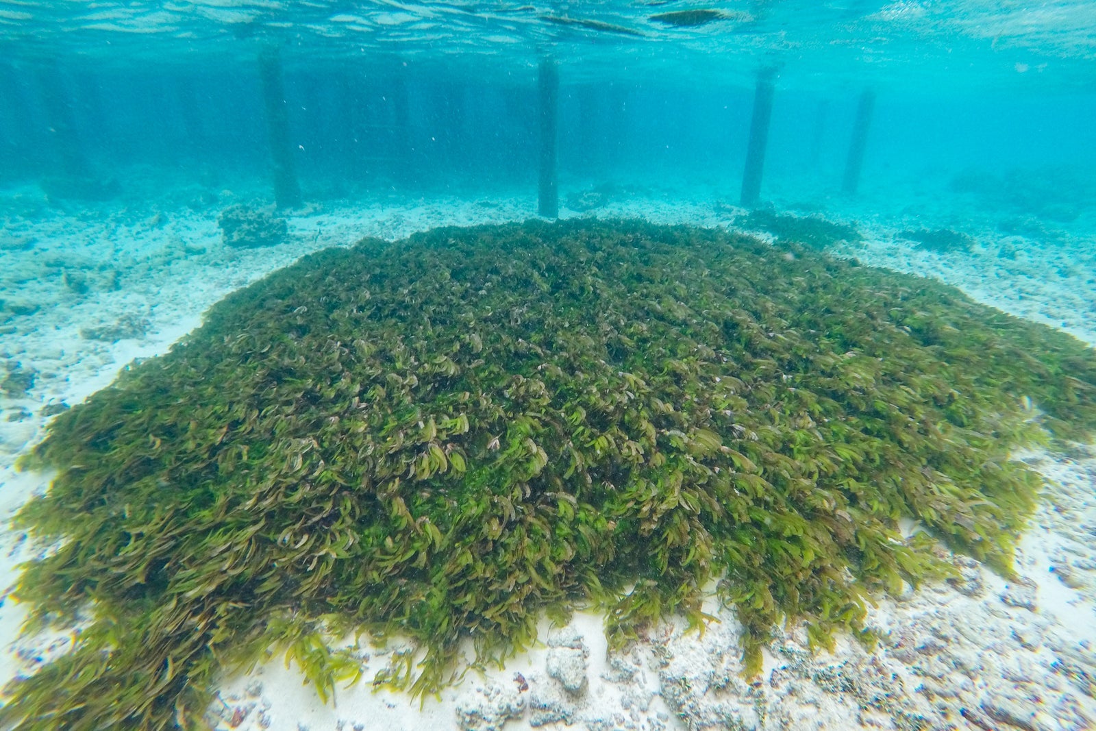 Sea grass near water villas