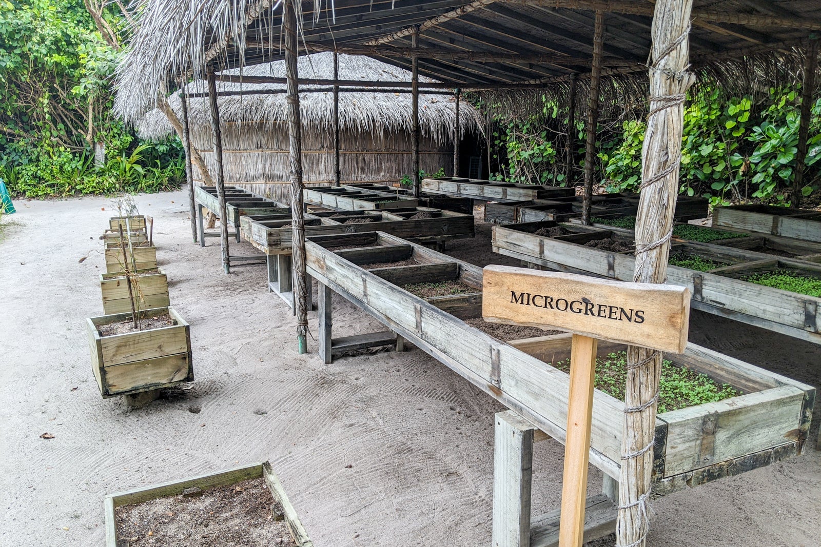 Microgreens at Six Senses