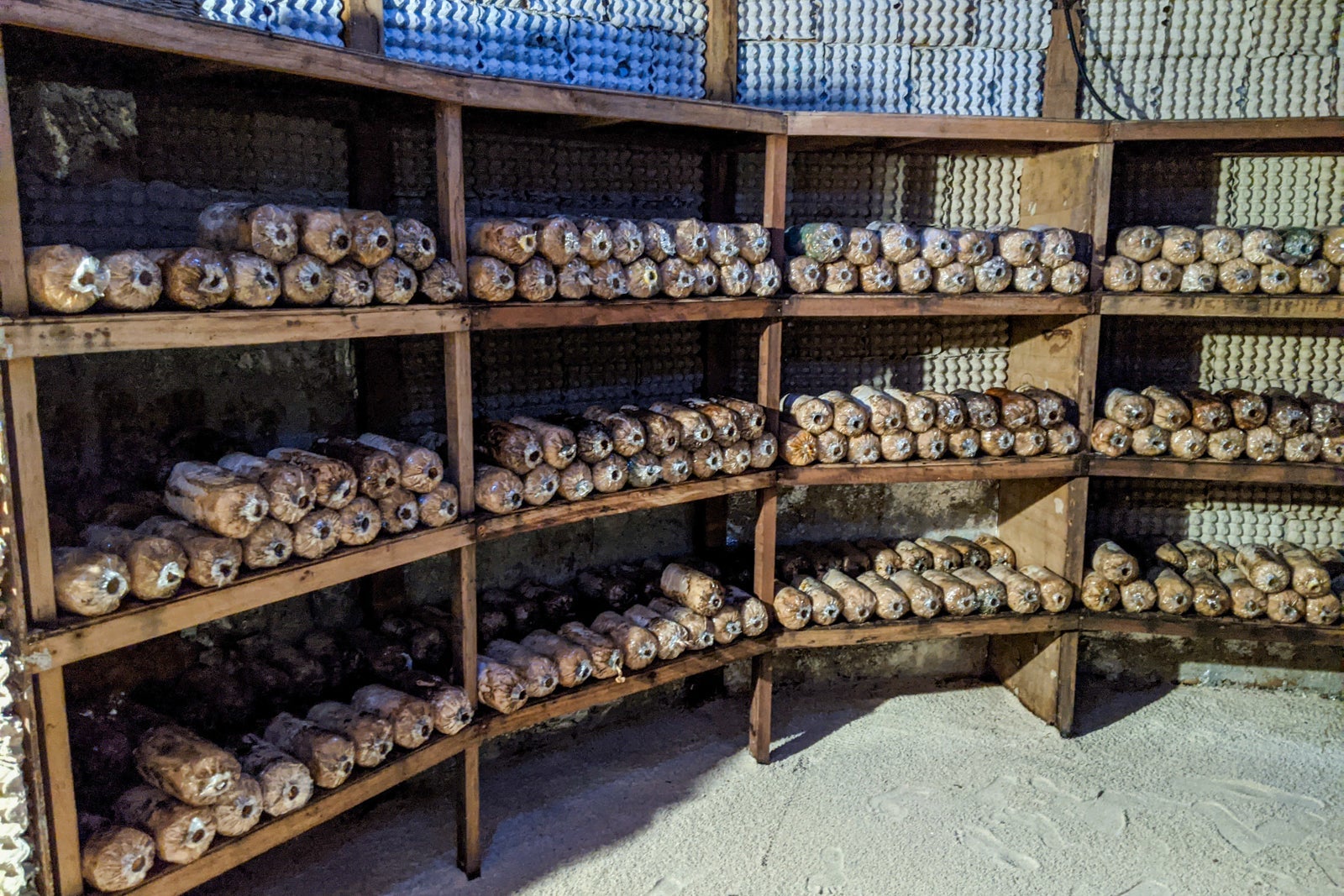 Mushrooms growing at Six Senses Laamu