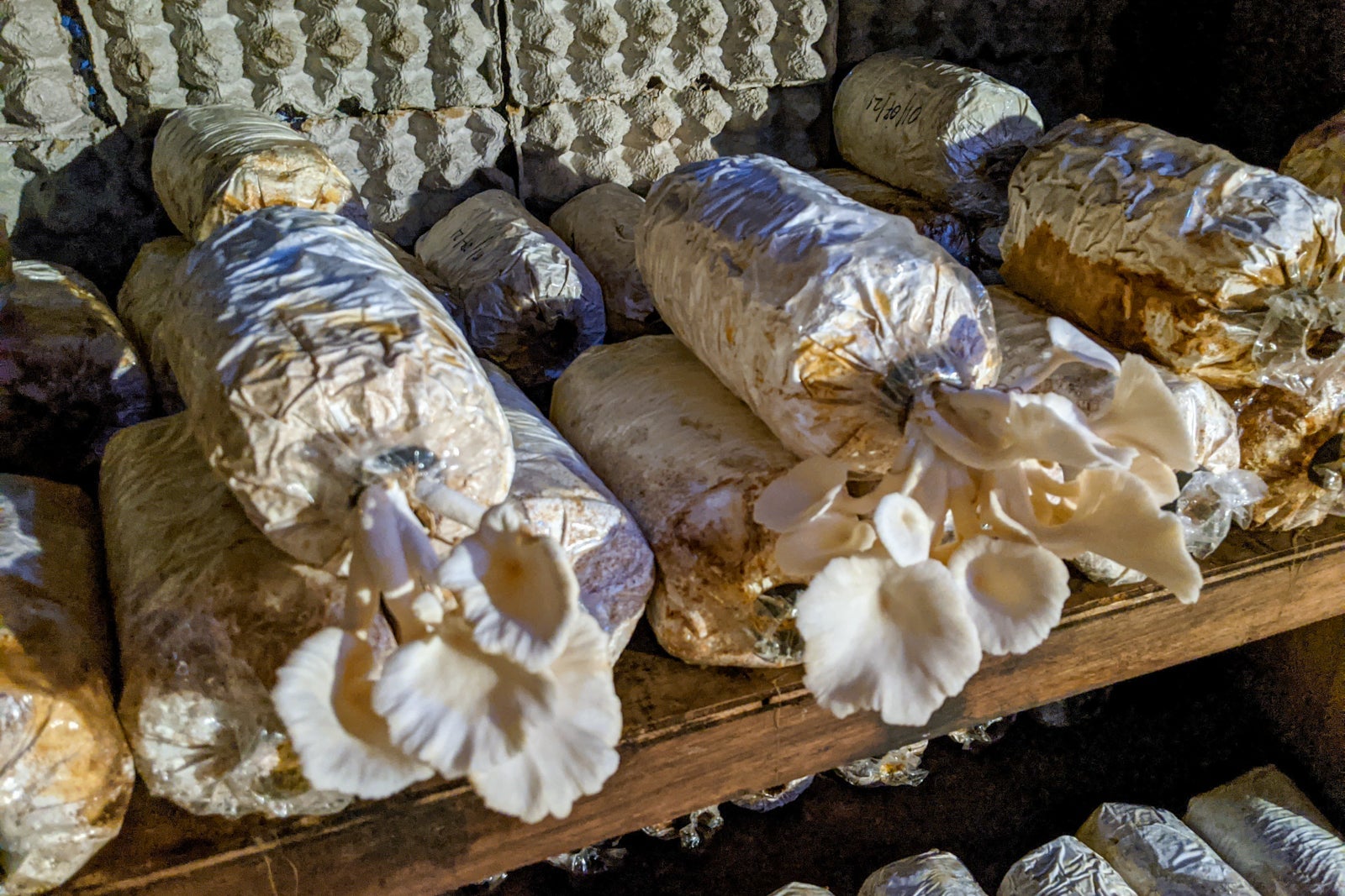 Mushrooms growing at Six Senses Laamu