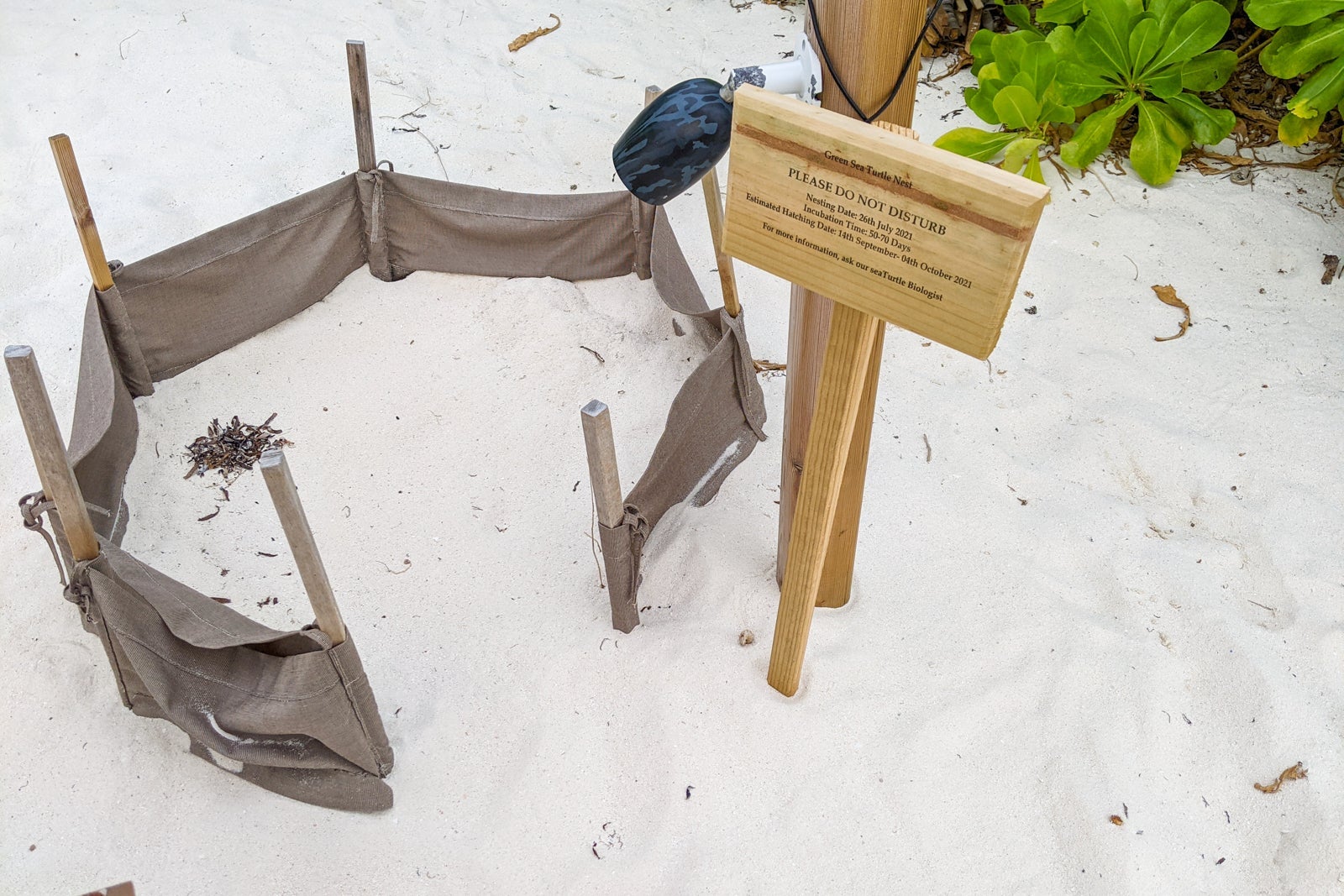 Sea turtle nest at Six Senses Laamu