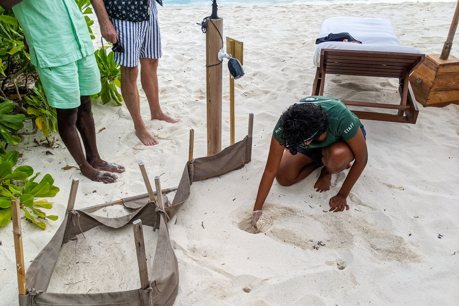 Sea turtle research at Six Senses Laamu