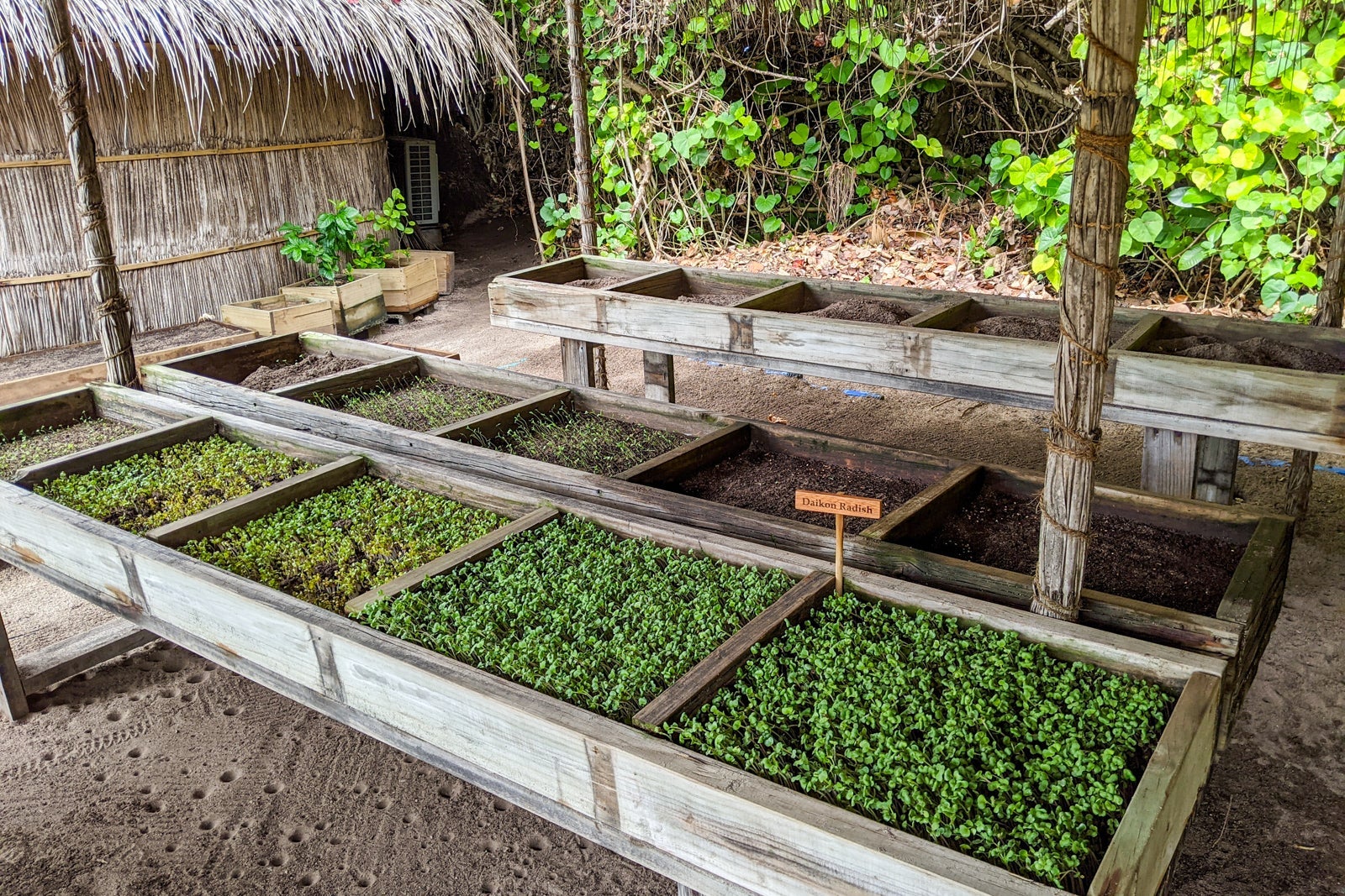 Garden at Six Senses Laamu