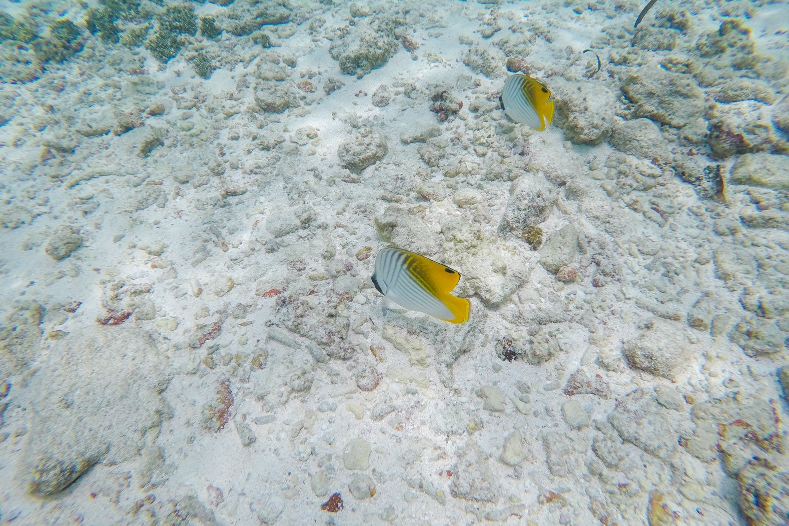 Fish seen snorkeling near water villas