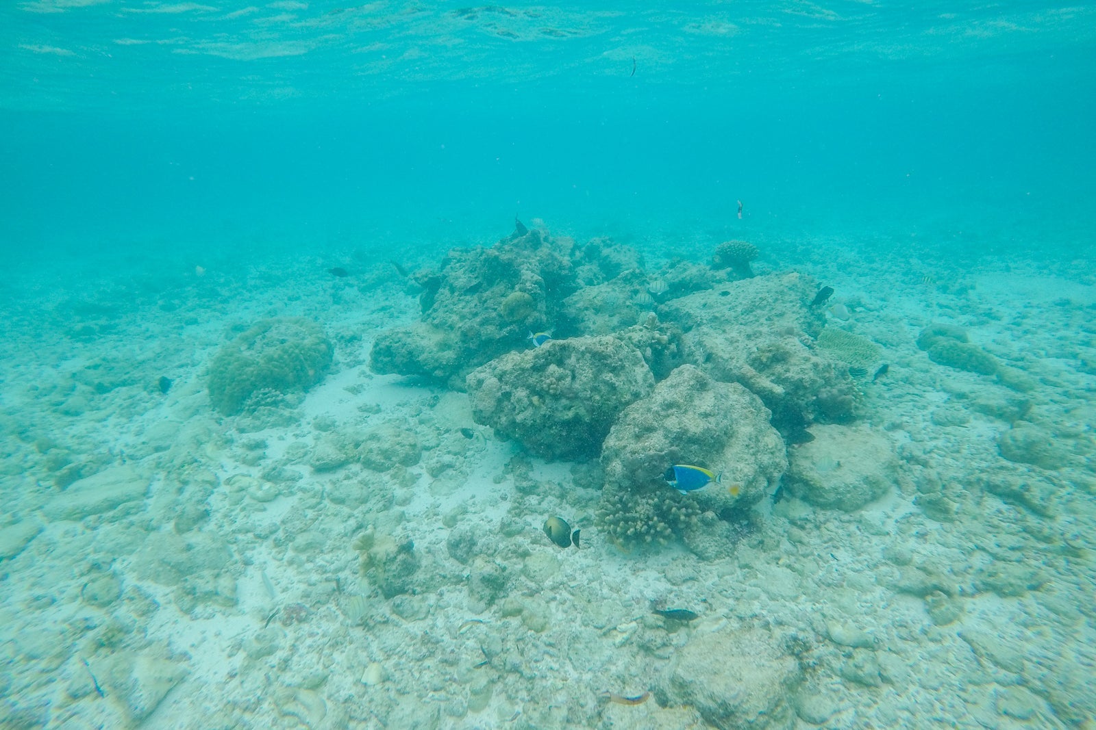 Fish seen snorkeling near water villas