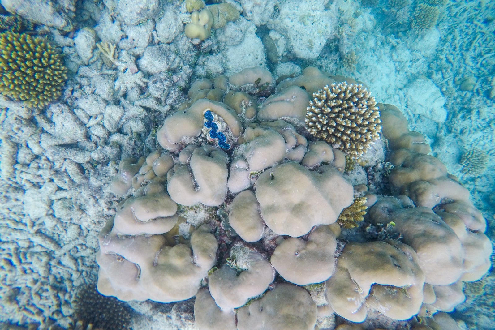 House reef snorkeling