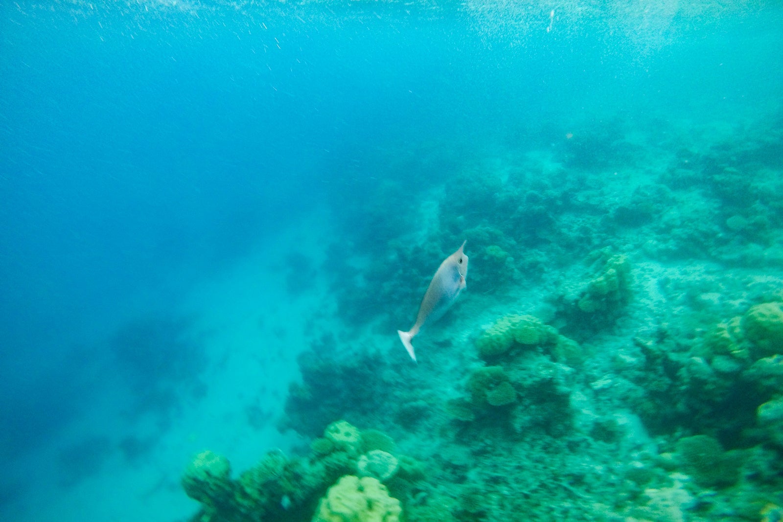 House reef snorkeling