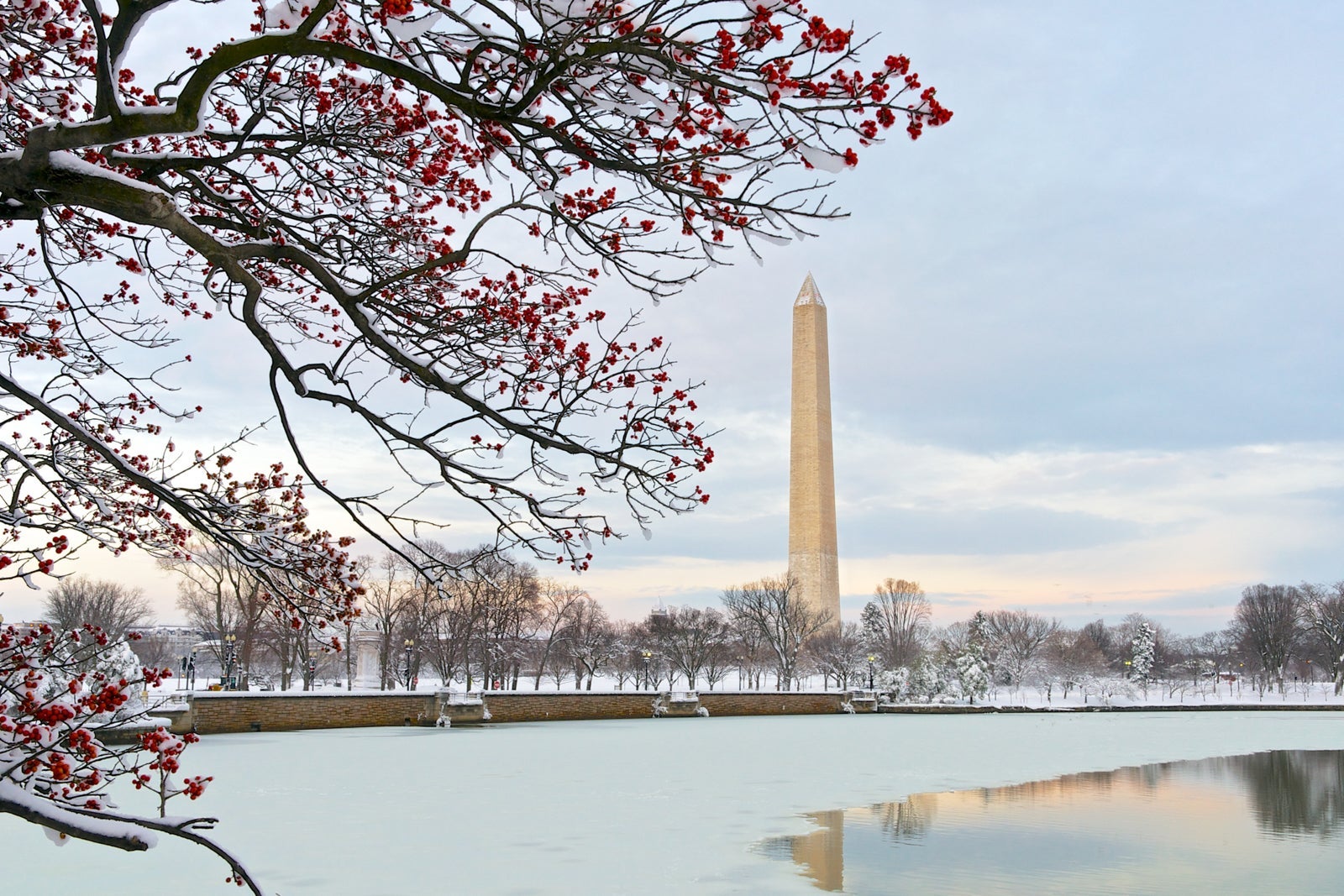 Cherry blossom blooming Washington, D.C. with monument in the background
