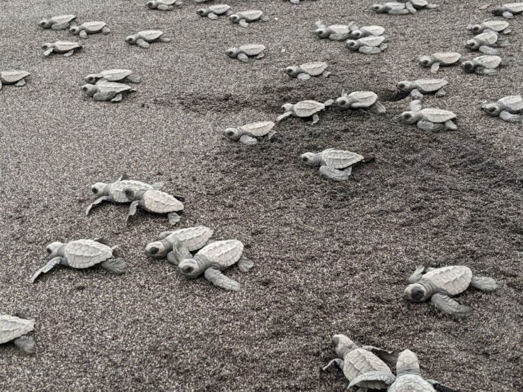 turtle release el paredon guatemala