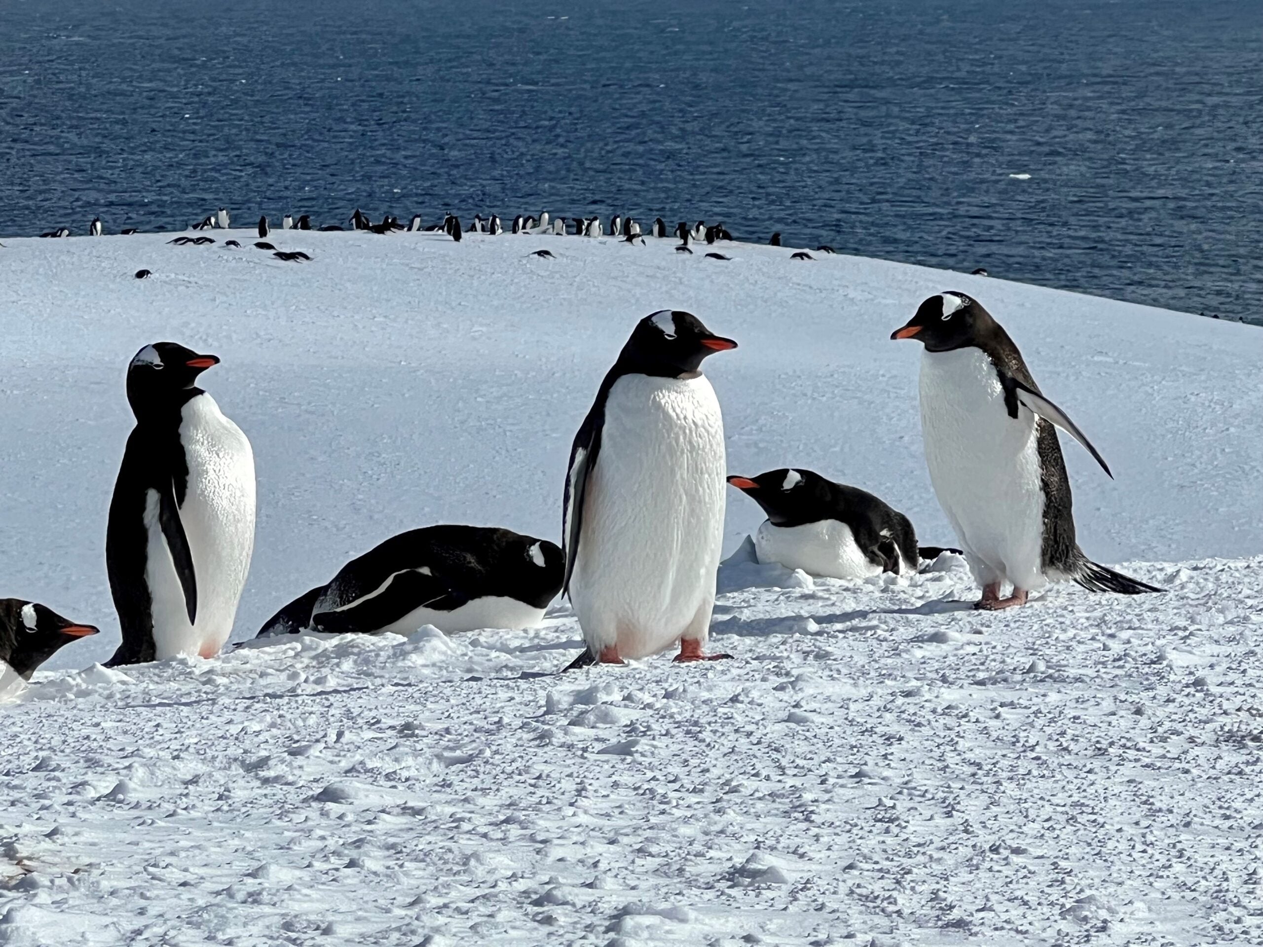 Penguins in Antarctica