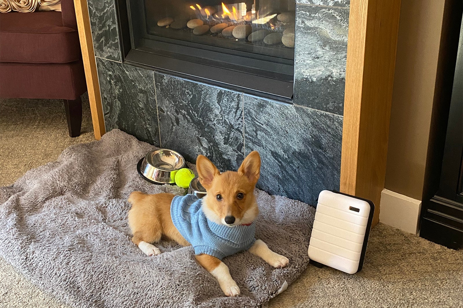 corgi in front of fireplace