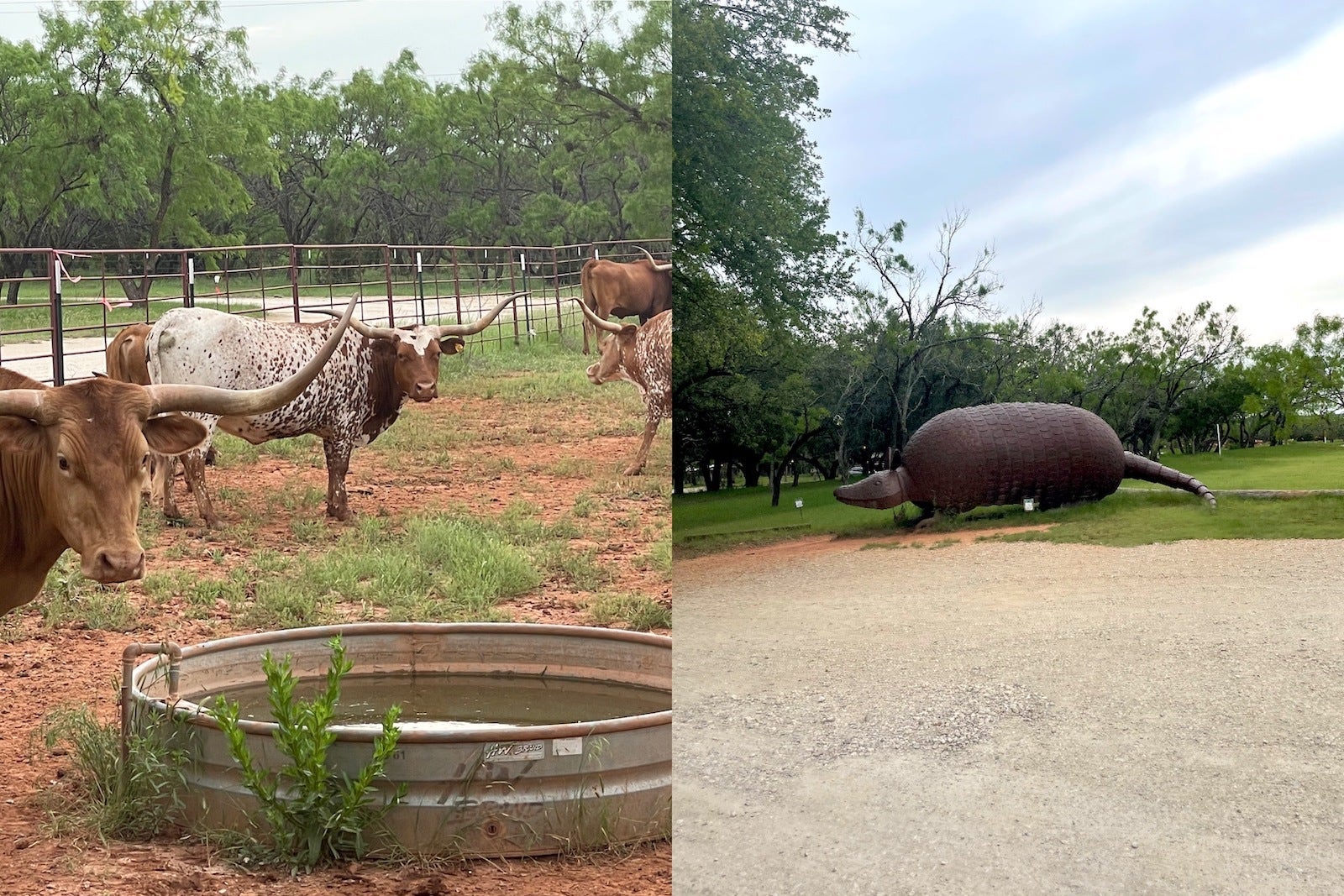 Left: Texas long horns and water trough; Right: large metal statue of an armadillo in a field