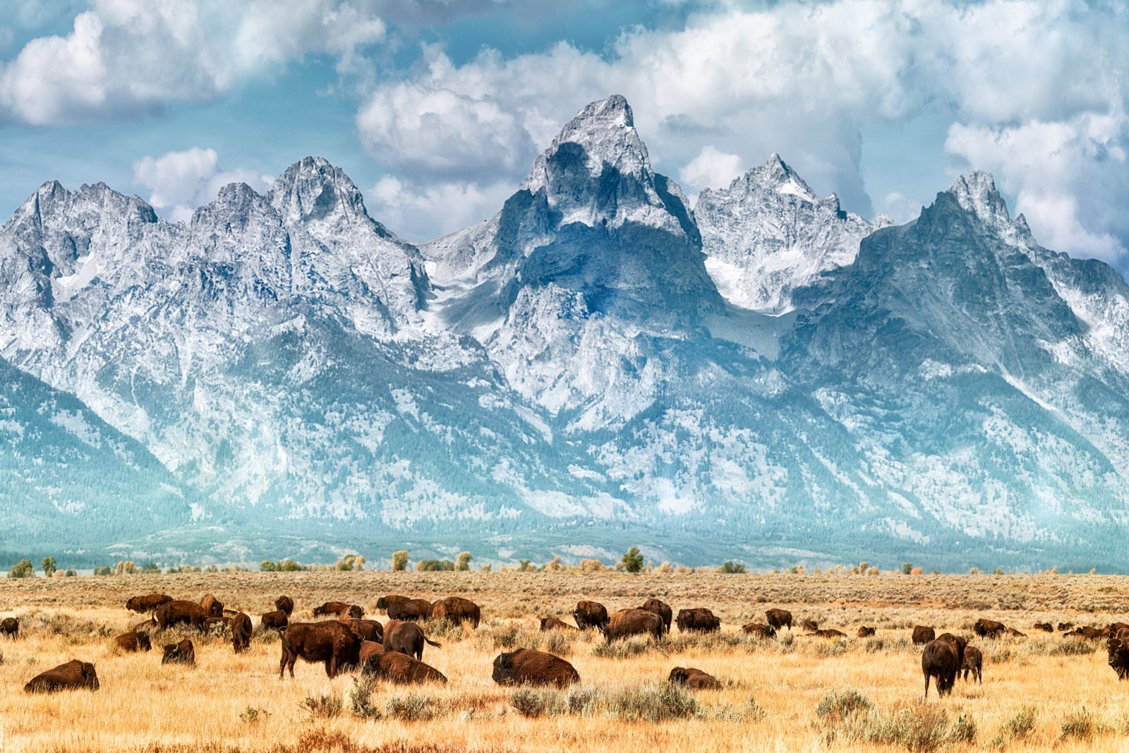 Bison (or Buffalo) below the Grand Teton Mountains