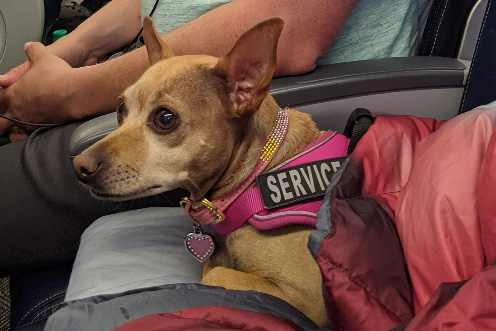 A dog takes an airplane ride to Italy