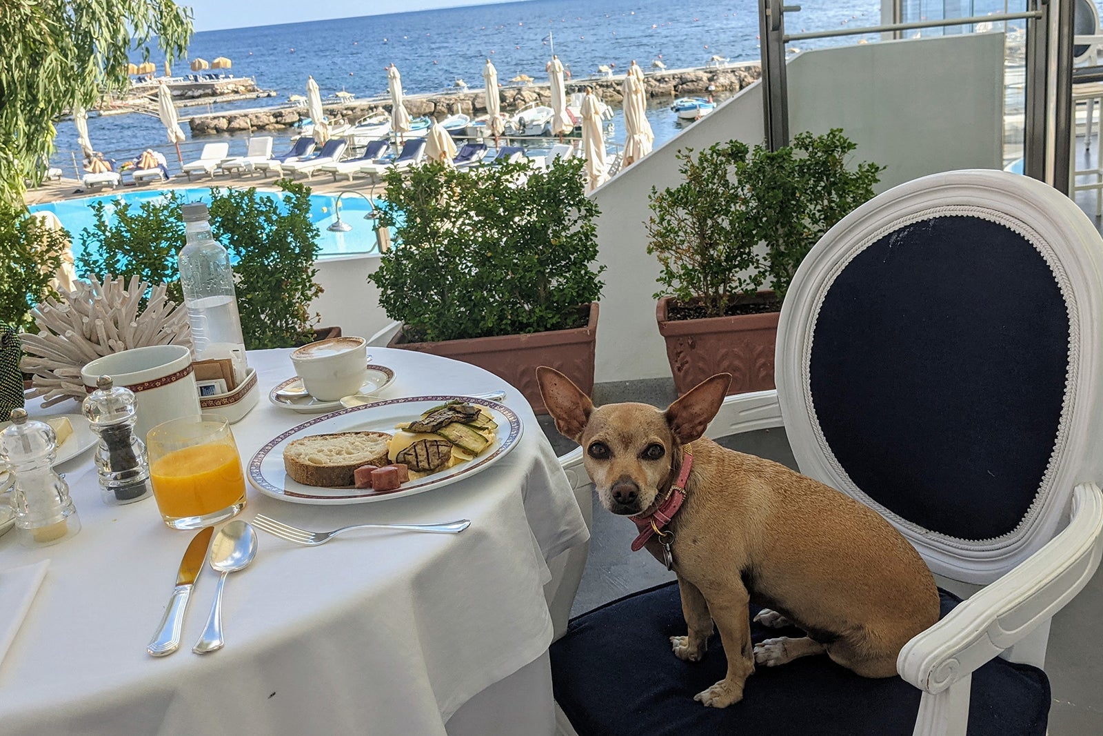 A dog enjoys breakfast on a terrace in Italy