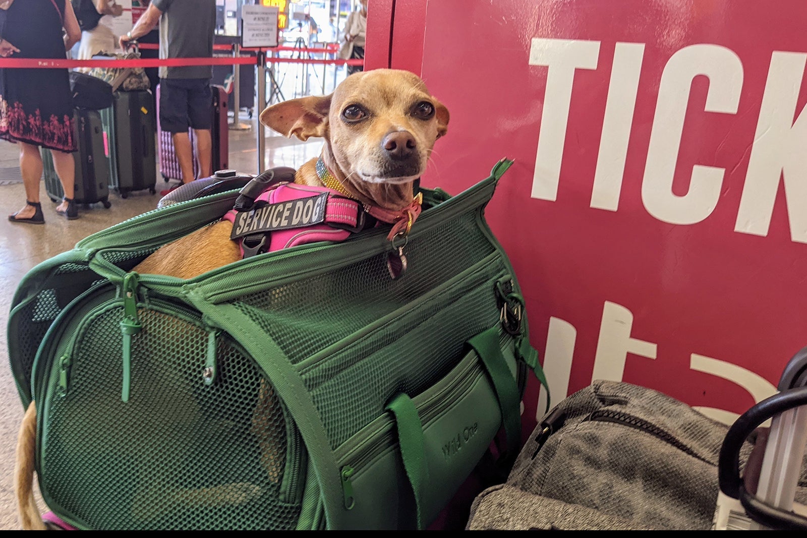 A little dog in a travel bag, about to board a flight
