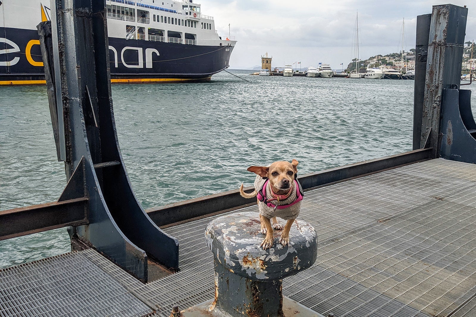 Dog waiting on a dock for the ferry