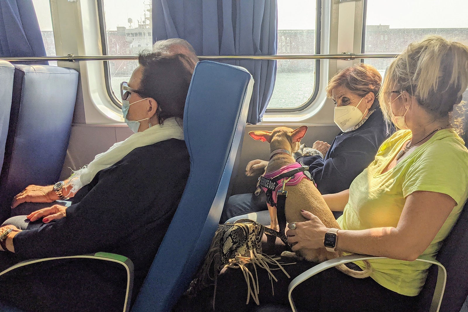 A dog on a ferry in Italy