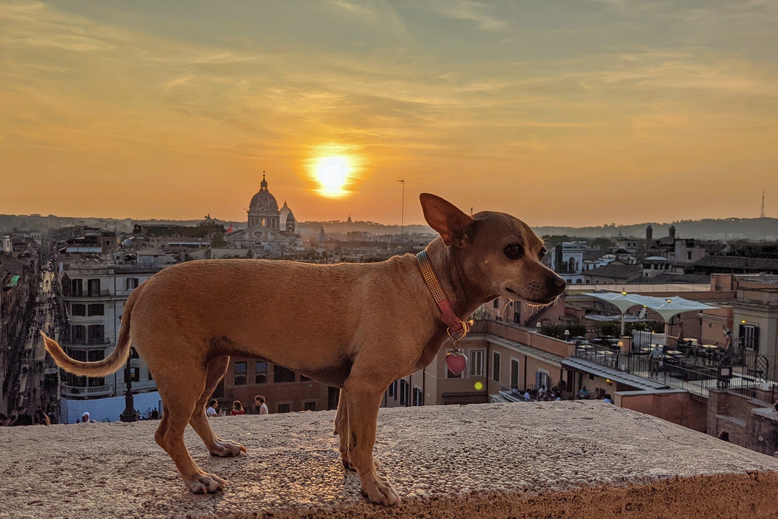 A small dog enjoying the Italian sunset
