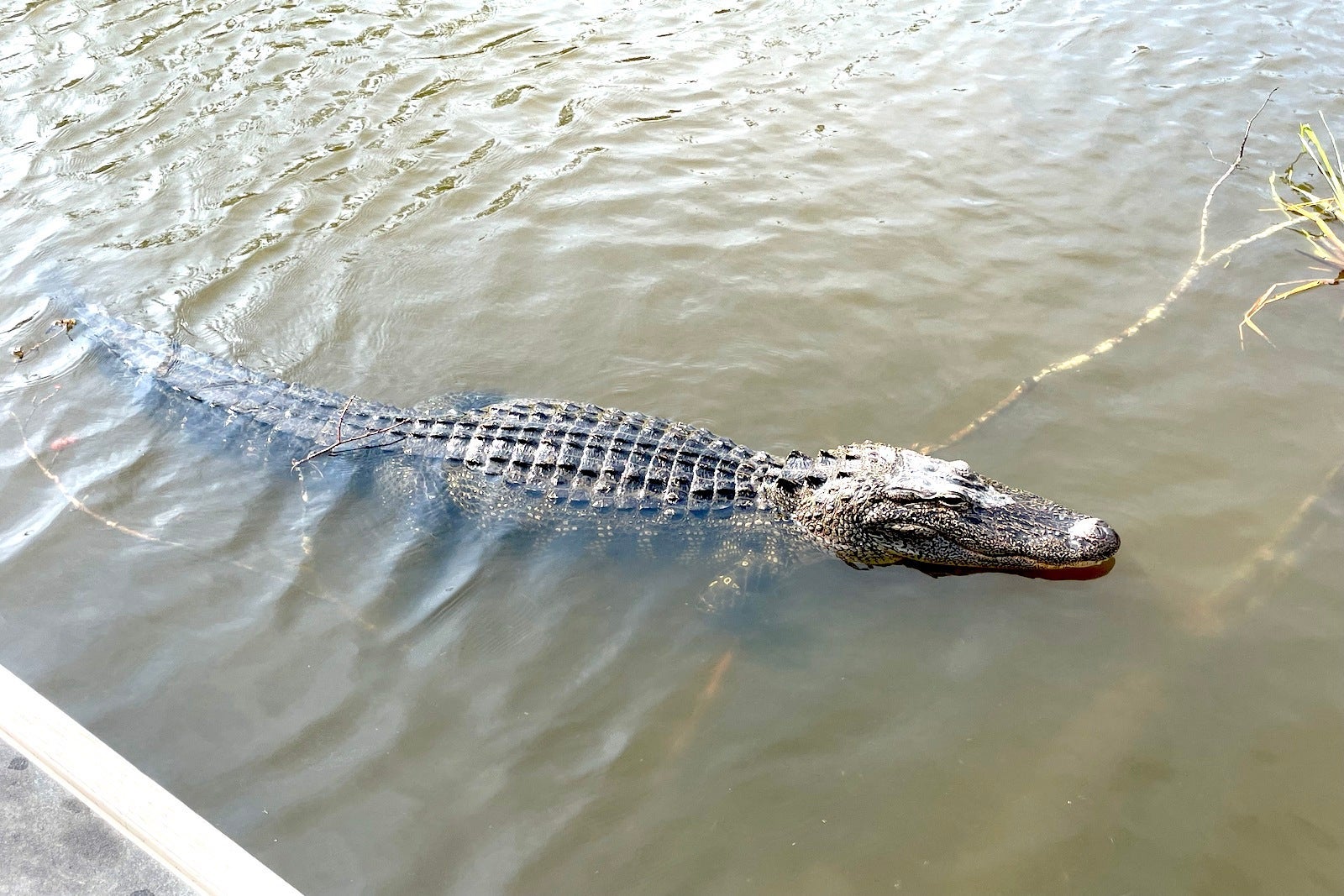 alligator swimming in swamp