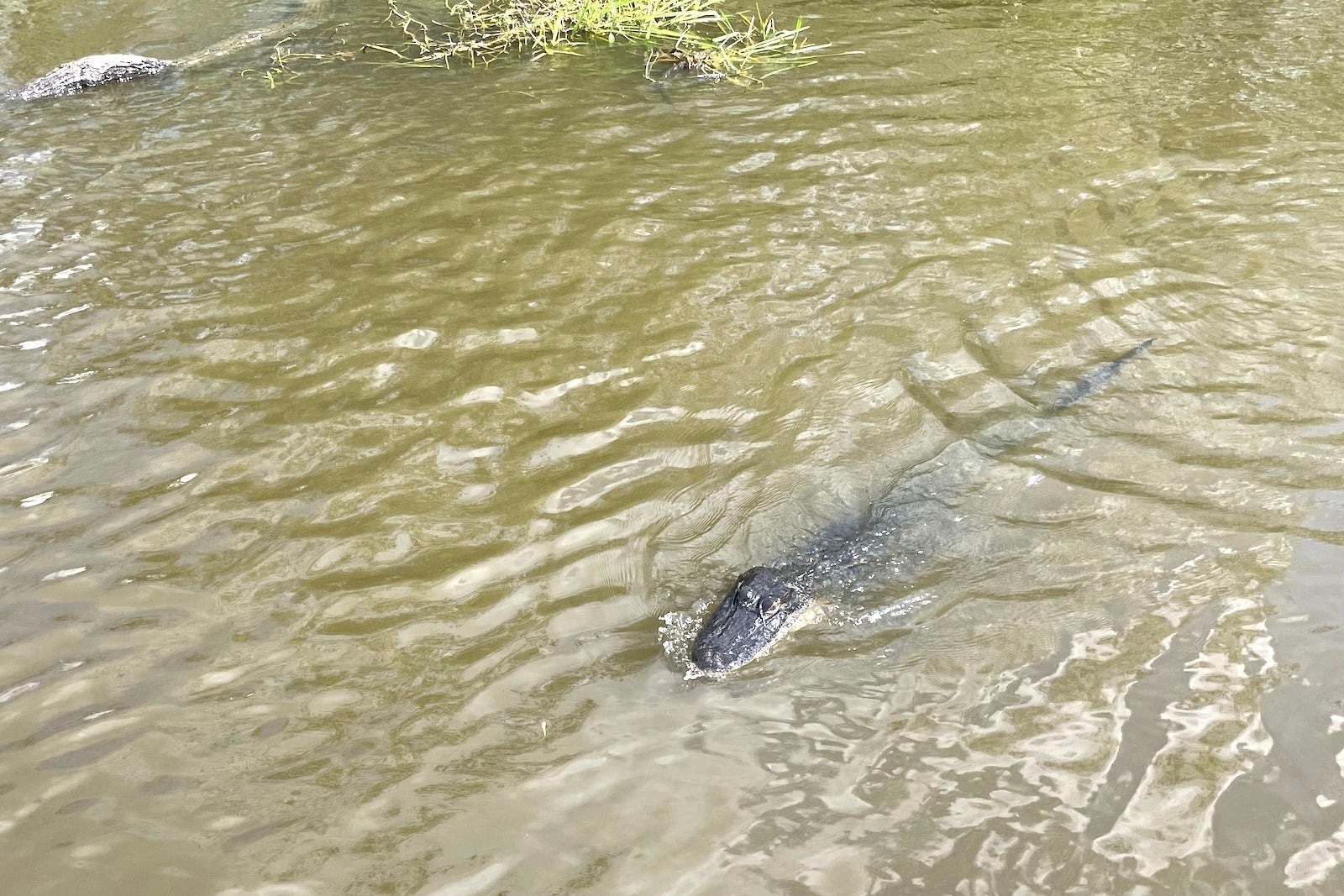 alligator swimming in swamp
