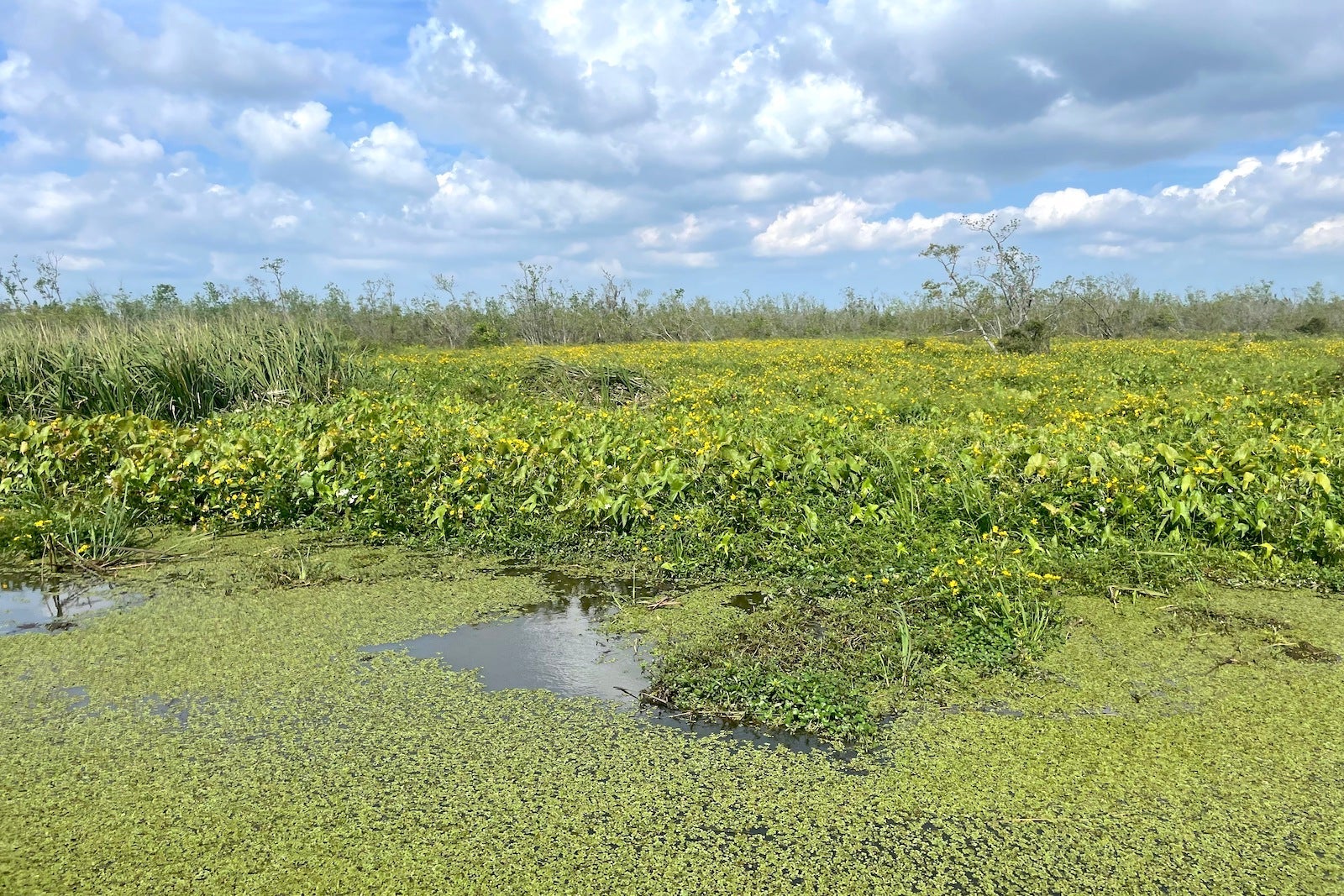 green plants growing in swamp water