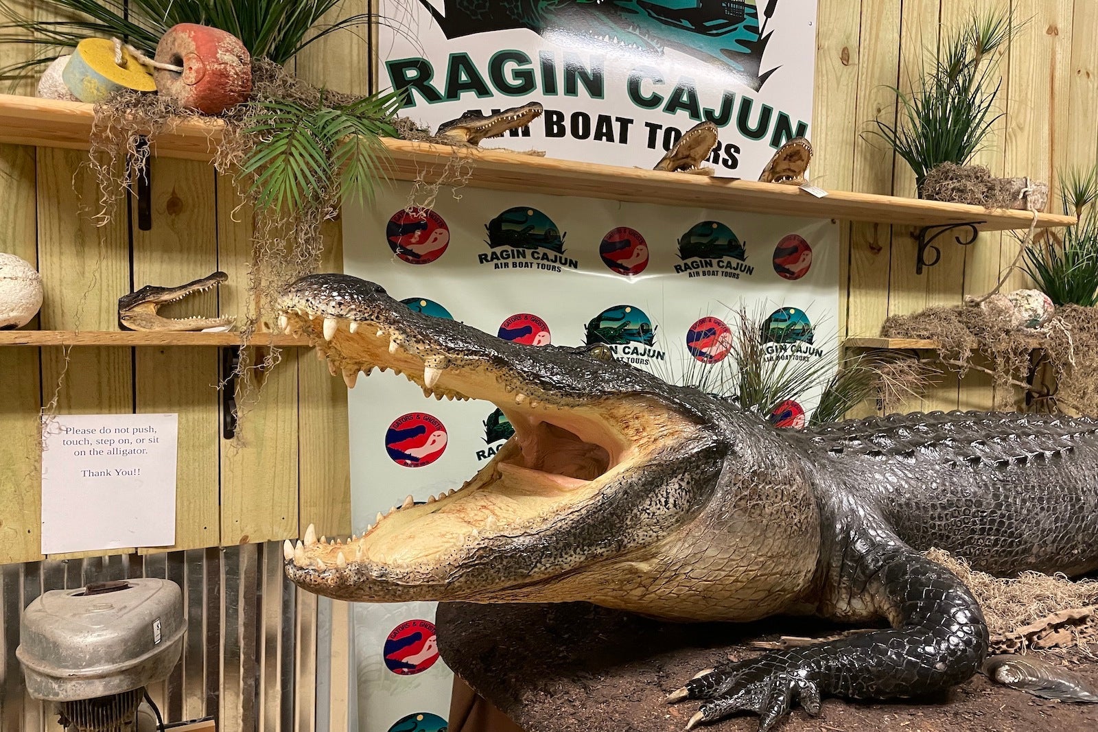 taxidermy aligator in gift shop