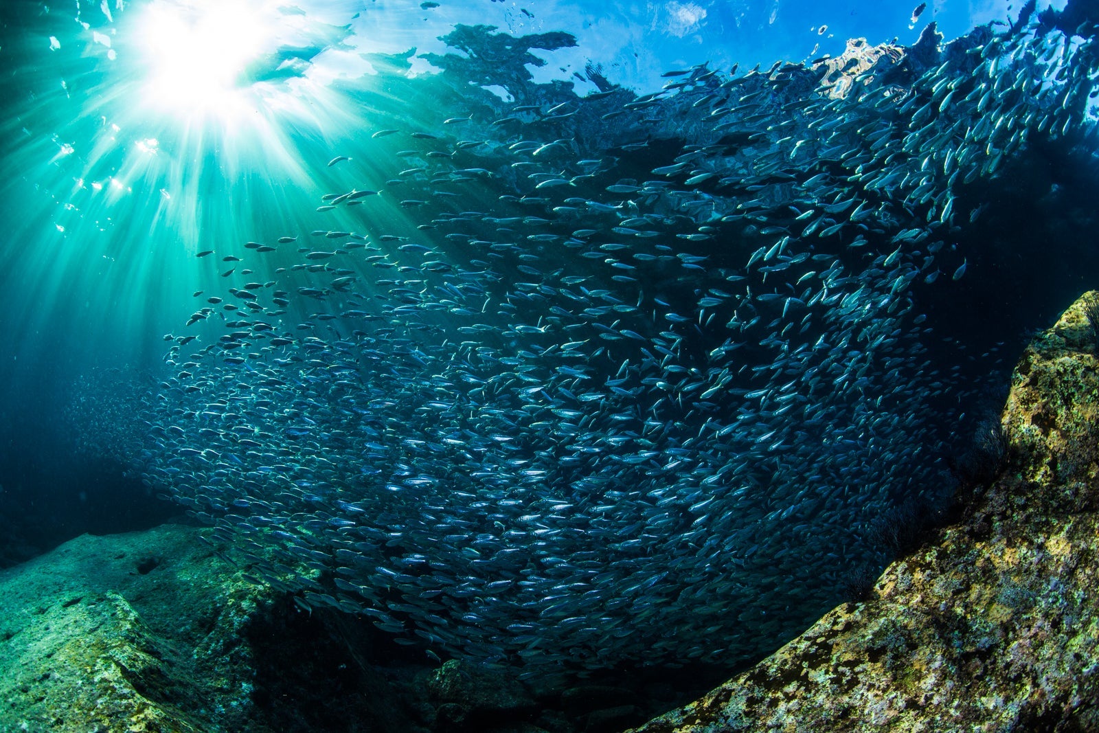 Image of a school of fish swimming from under the water in La Paz, Mexico