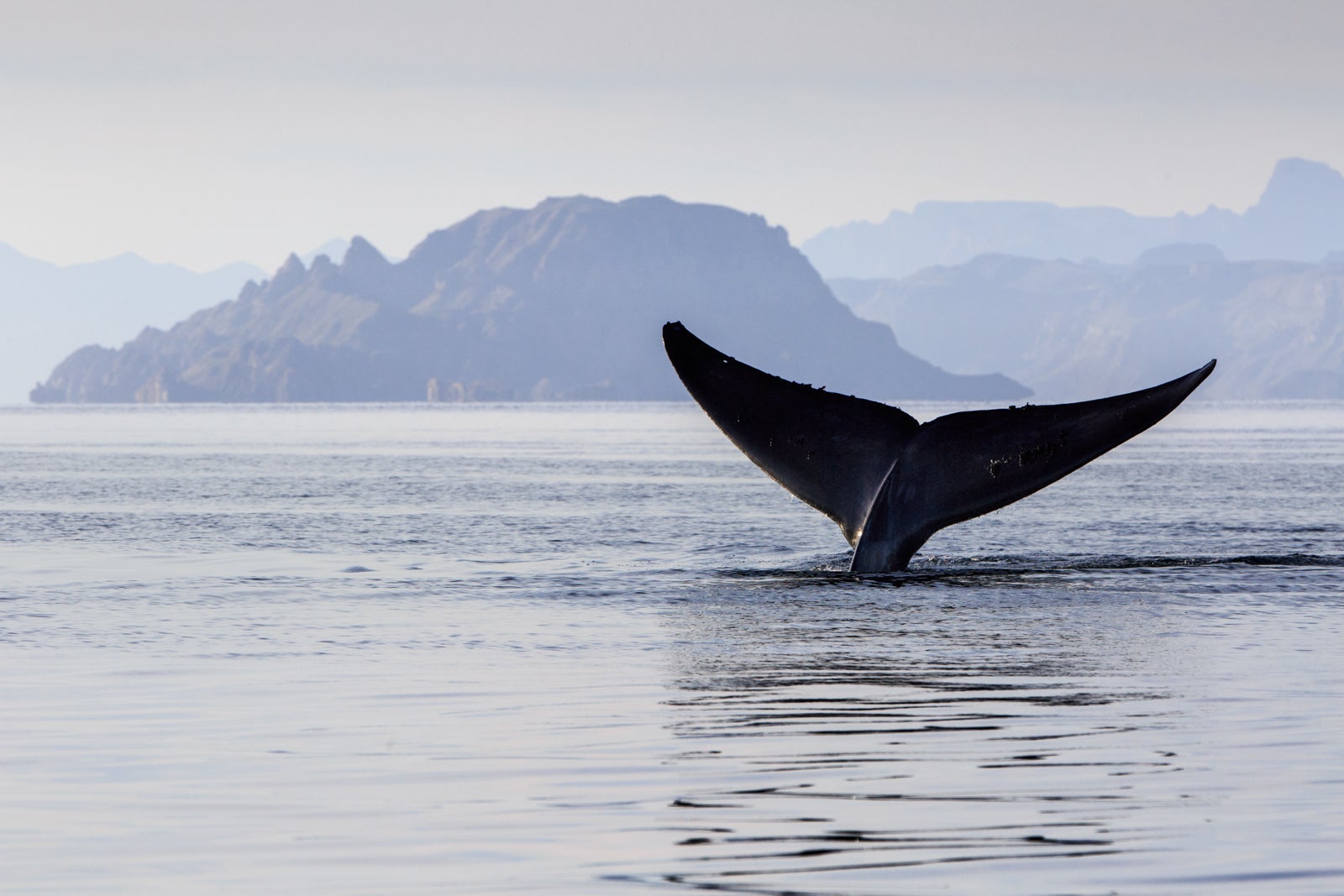 A whale tale raised out of the water in Loreto, Mexico