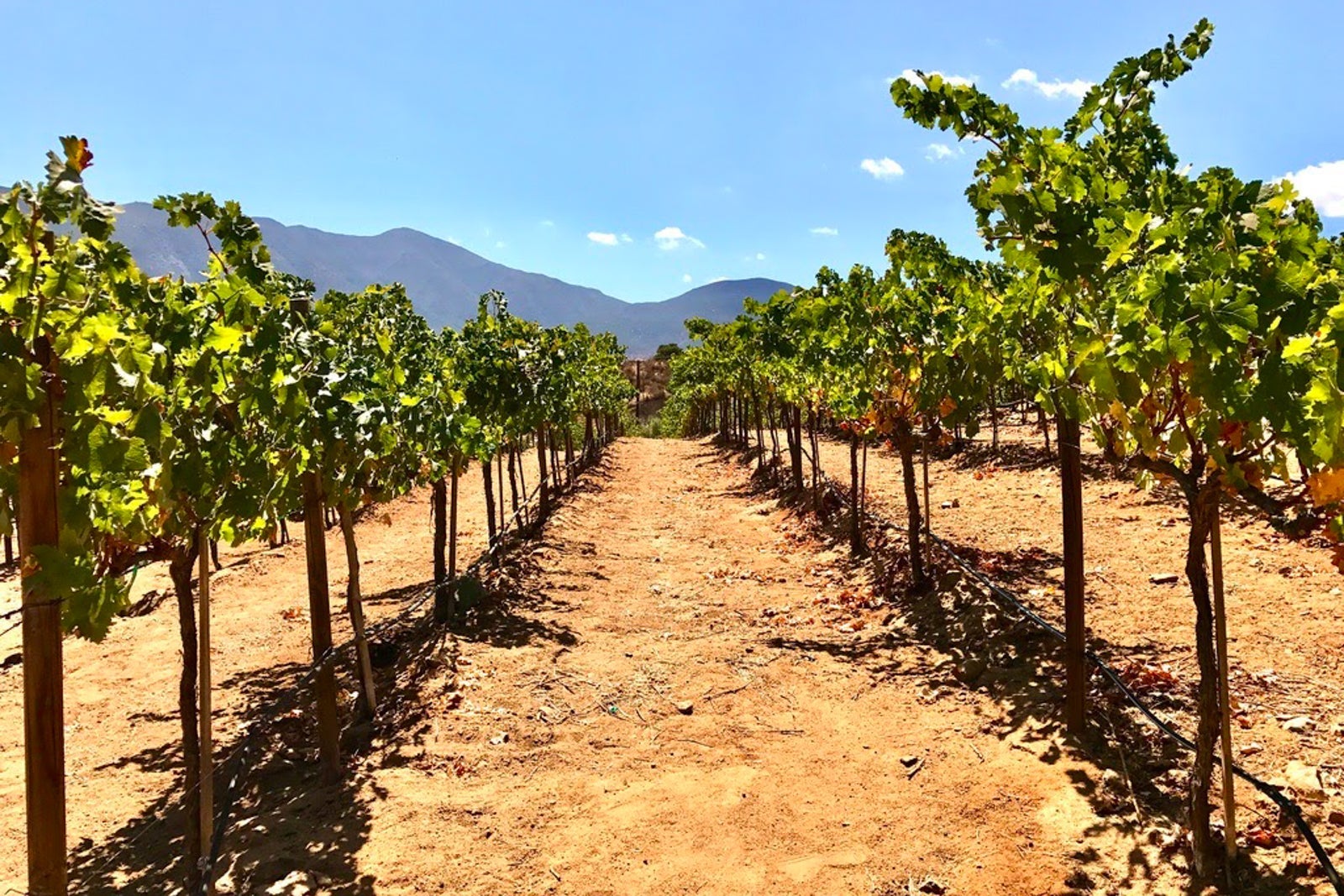 Sun shines down on a vineyard in Valle De Guadalupe
