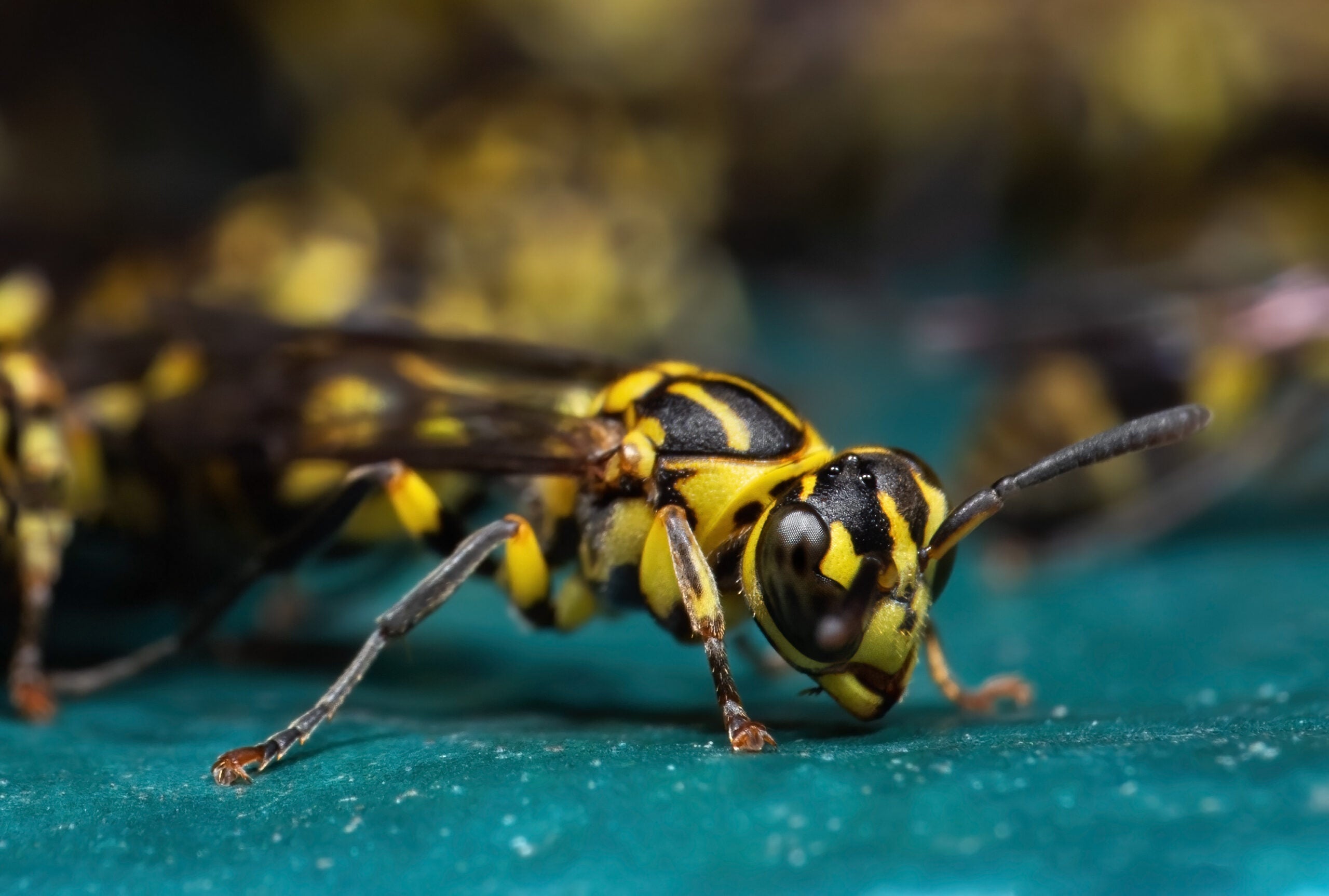 Close-up of a Bee