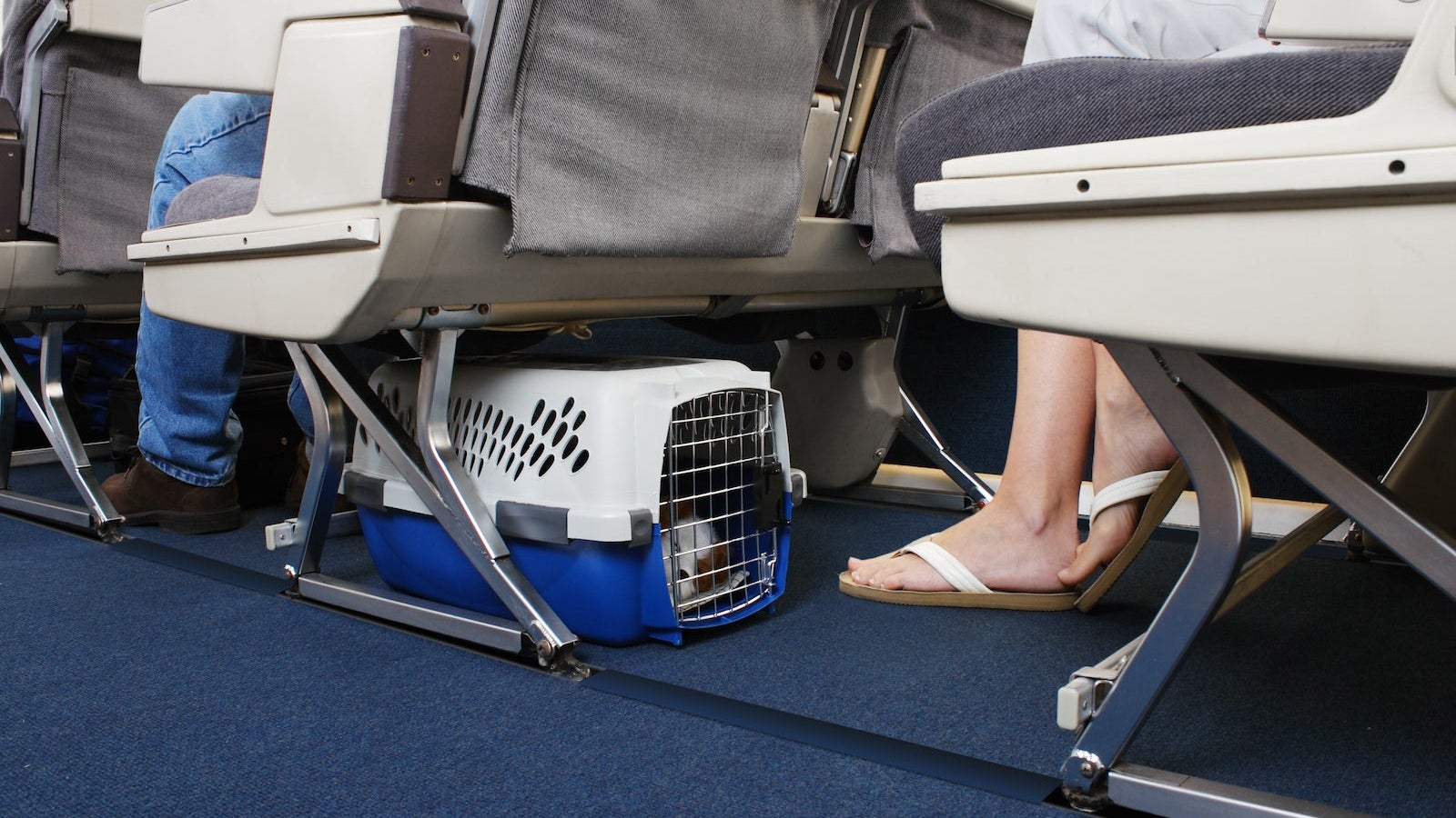What Airlines Allow Pets to Travel in Cabin: Top Choices Revealed