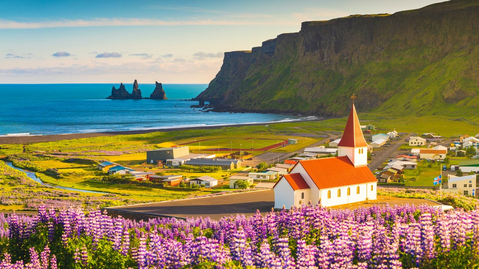Lupins in bloom at the village of Vik, Iceland