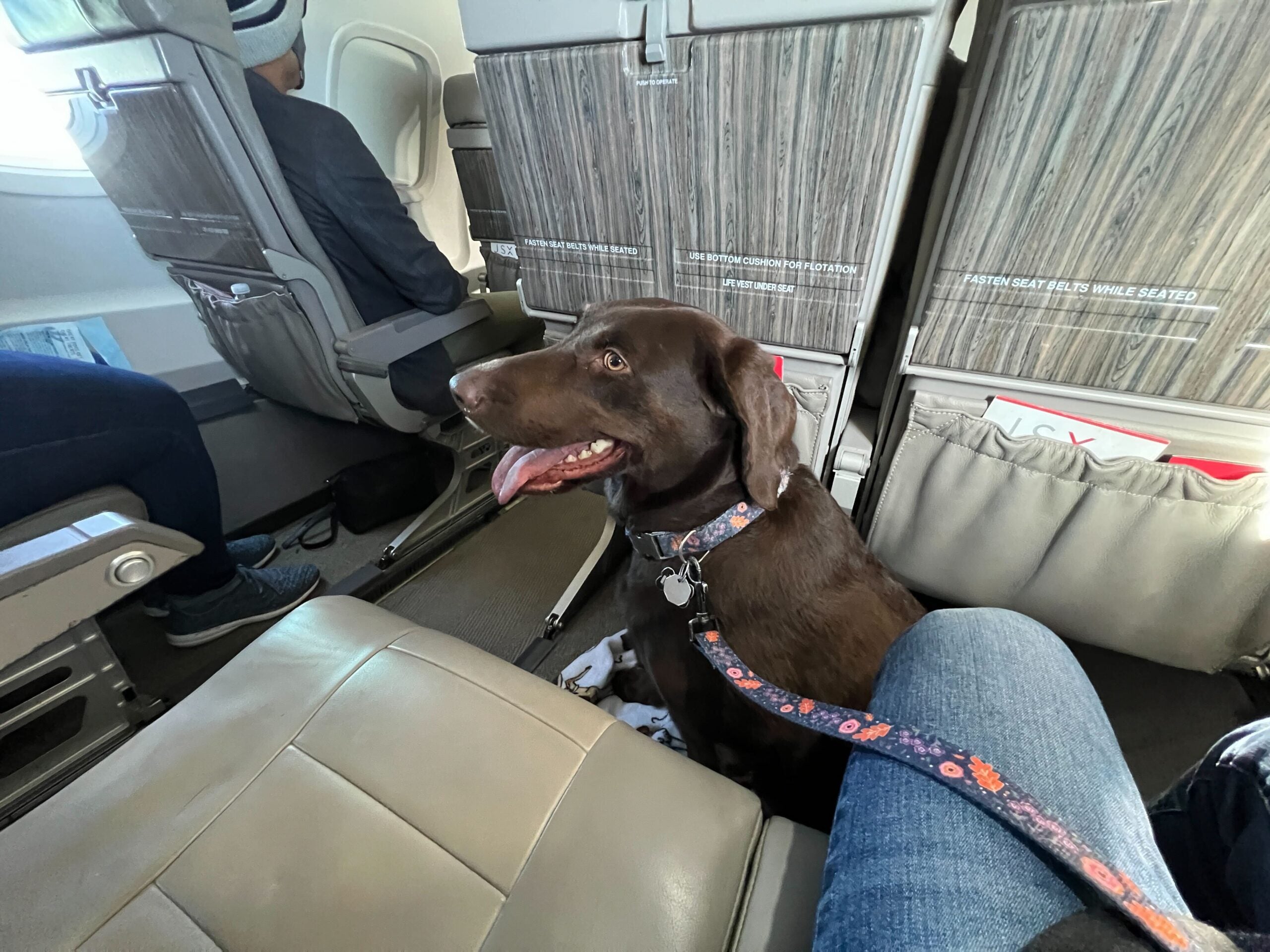 American Airlines Traveling With Dogs: Essential Tips for Stress-Free Flights