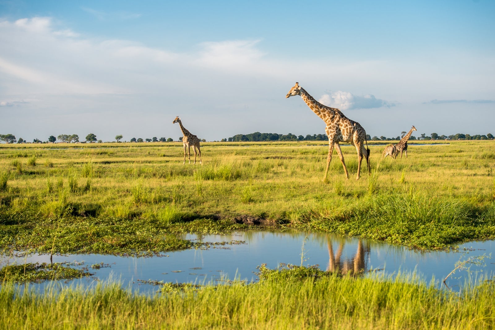 Giraffes in Botswana
