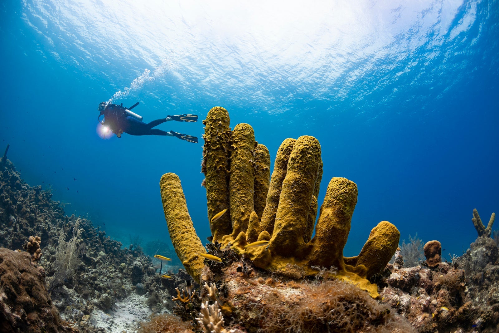 diving
