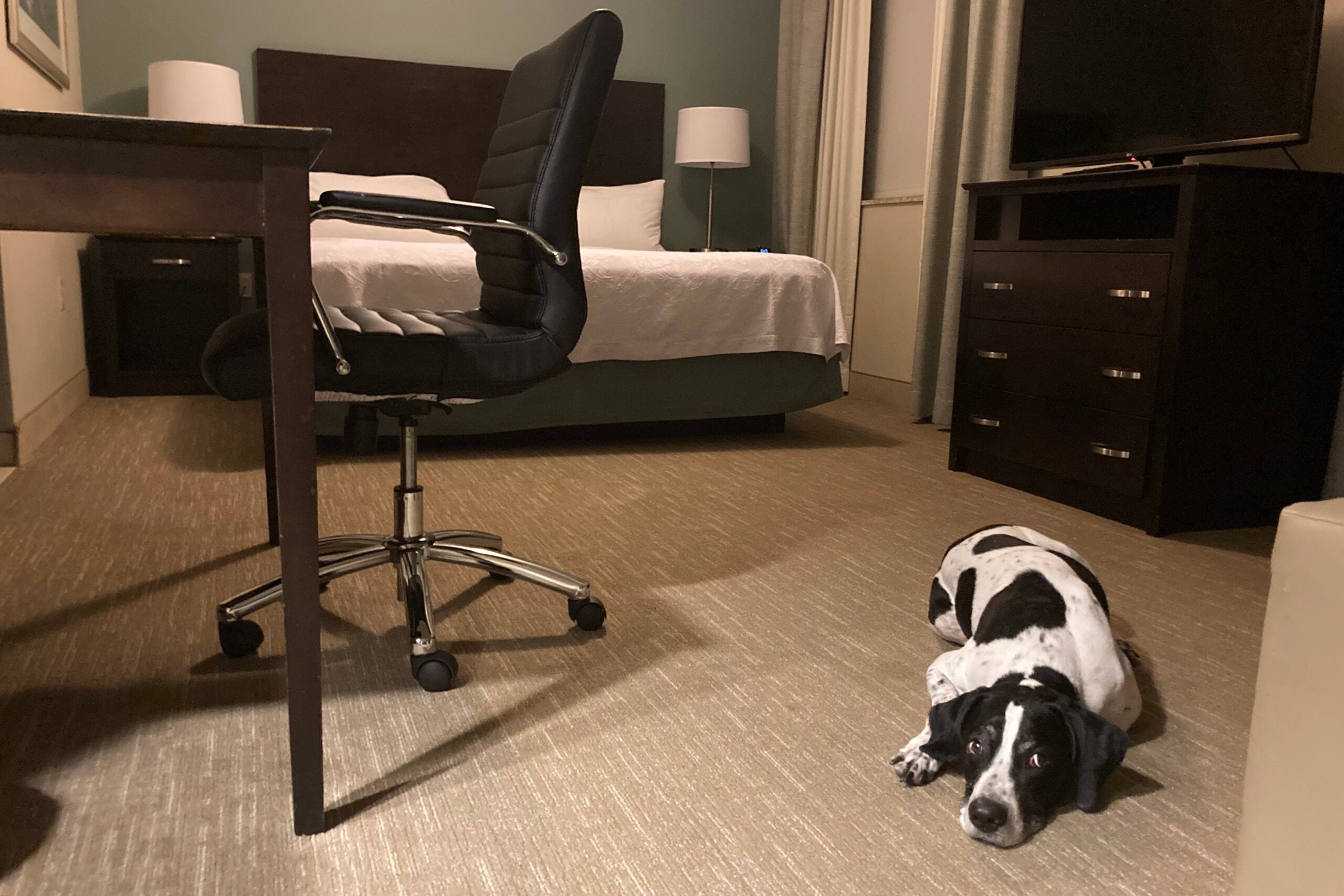 TPG senior editor Nick Ewen's dog in a Homewood Suites