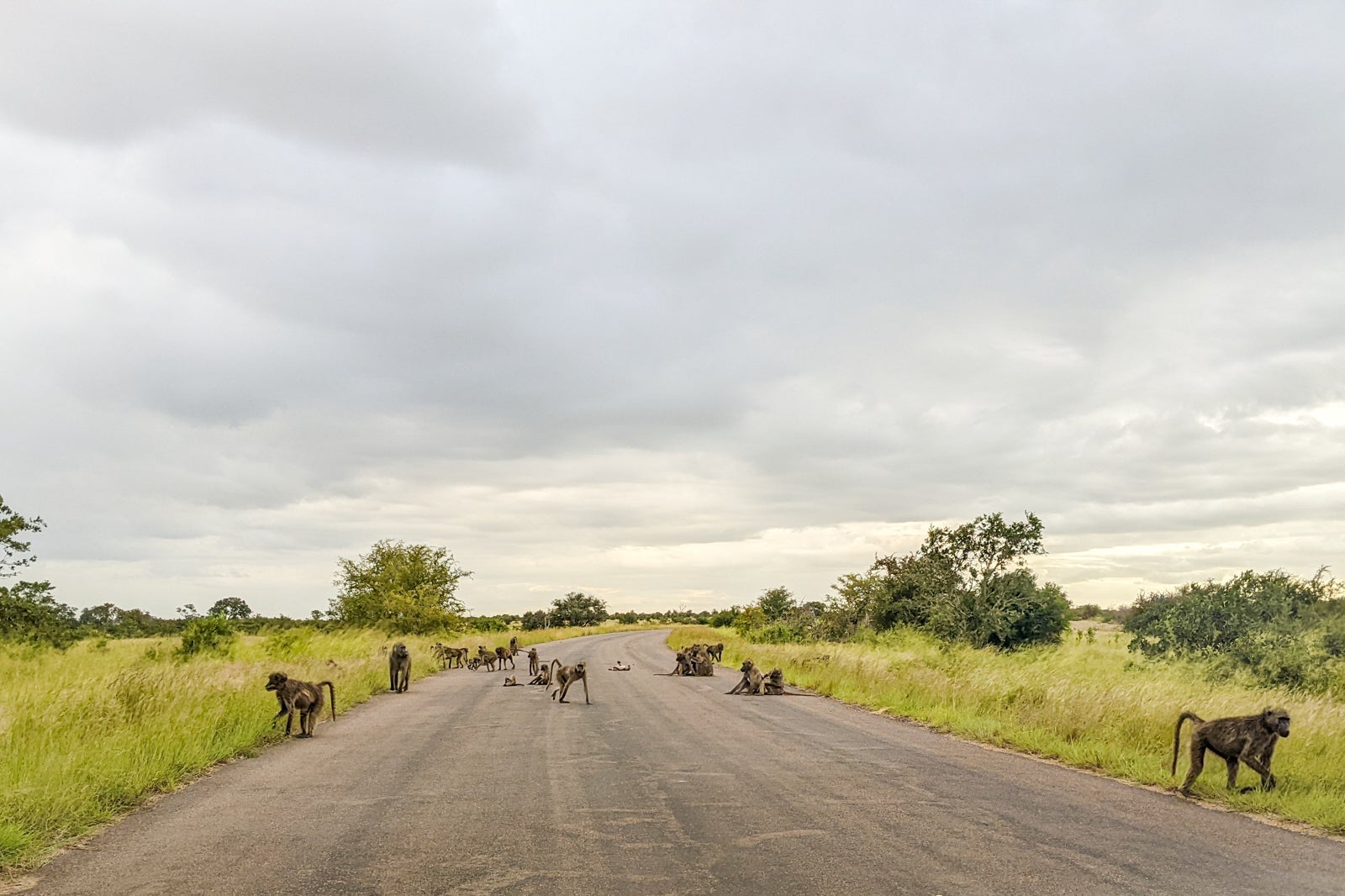 Wildlife in Kruger National Park