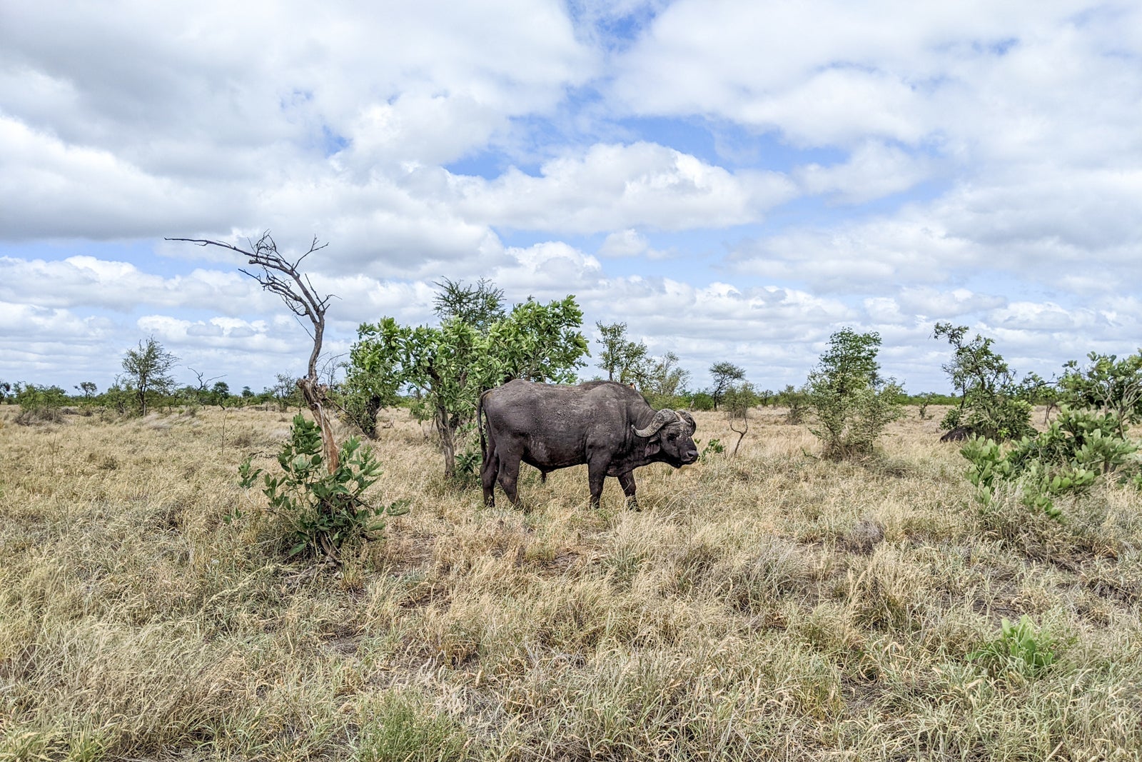 Wildlife in Kruger National Park