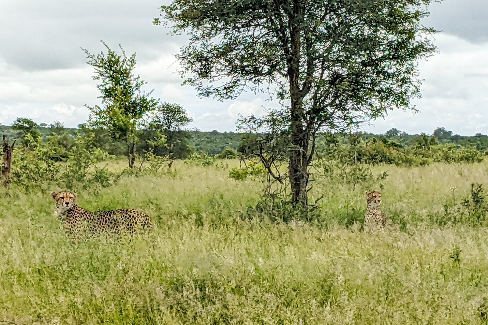 Wildlife in Kruger National Park