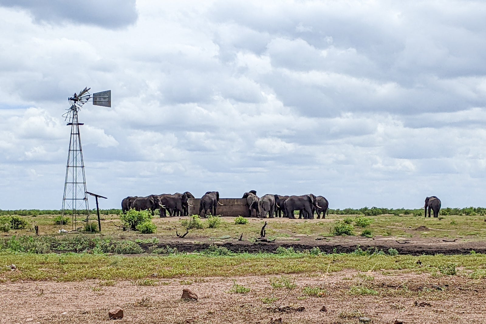 Wildlife in Kruger National Park