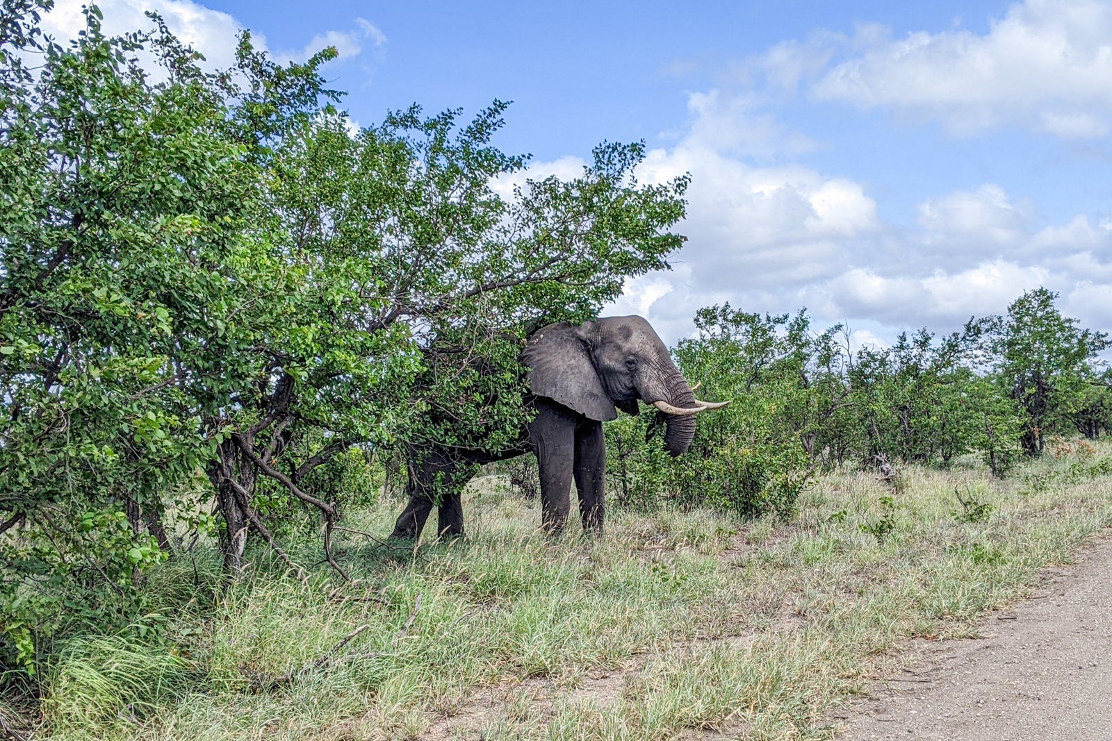 Wildlife in Kruger National Park