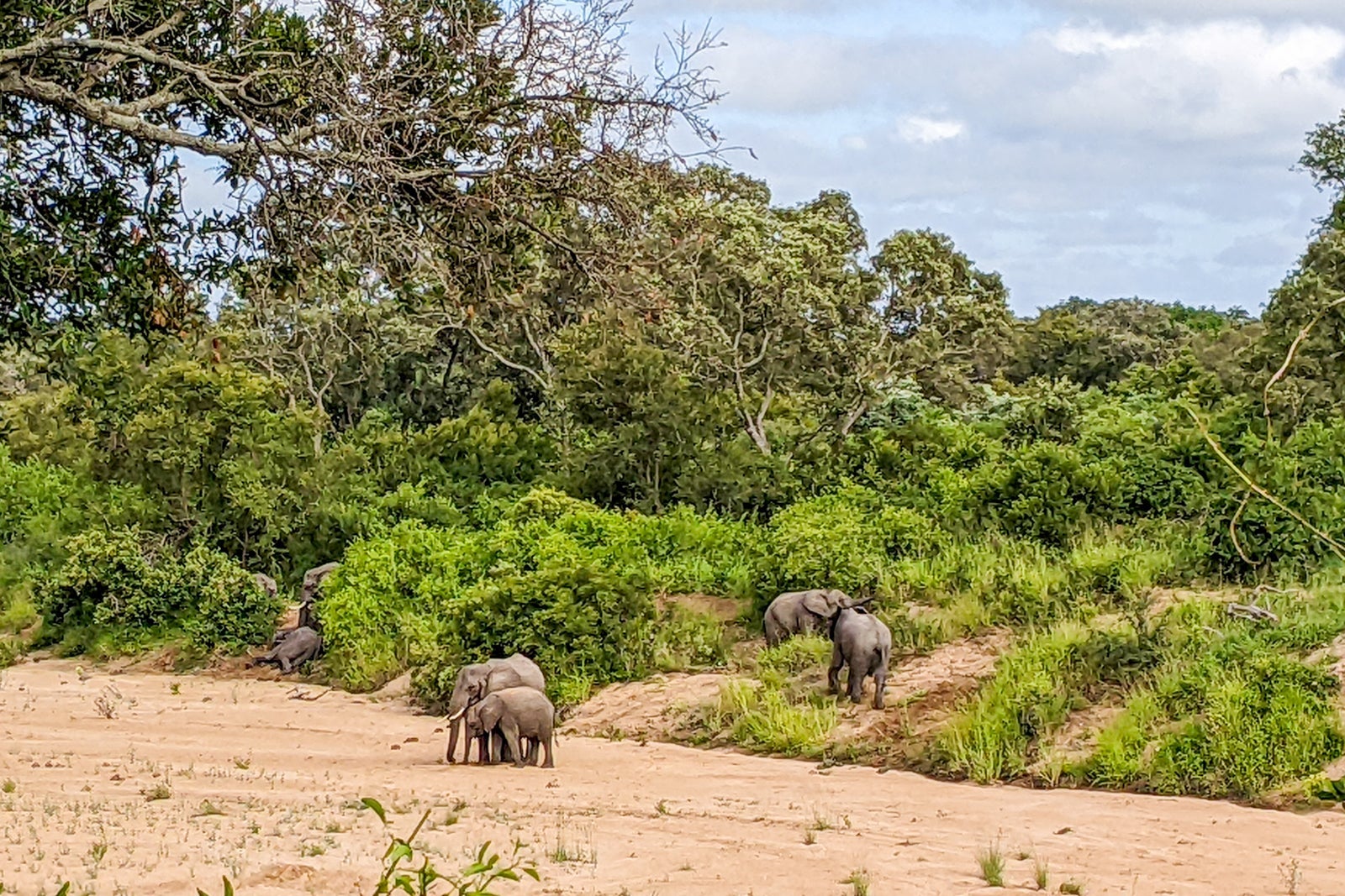 Wildlife in Kruger National Park