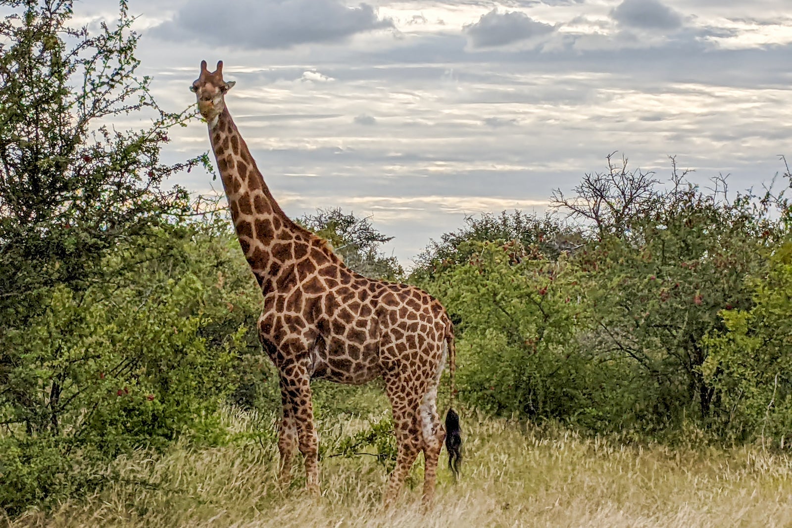 Wildlife in Kruger National Park