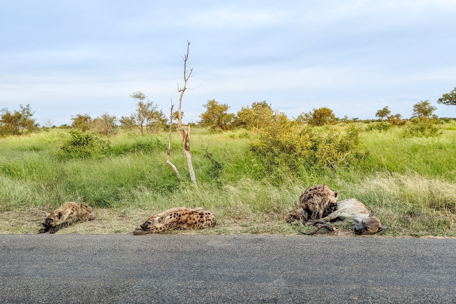 Wildlife in Kruger National Park